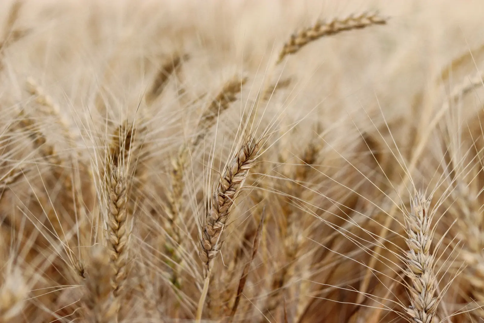 Spighe di grano mature in un campo, da vicino