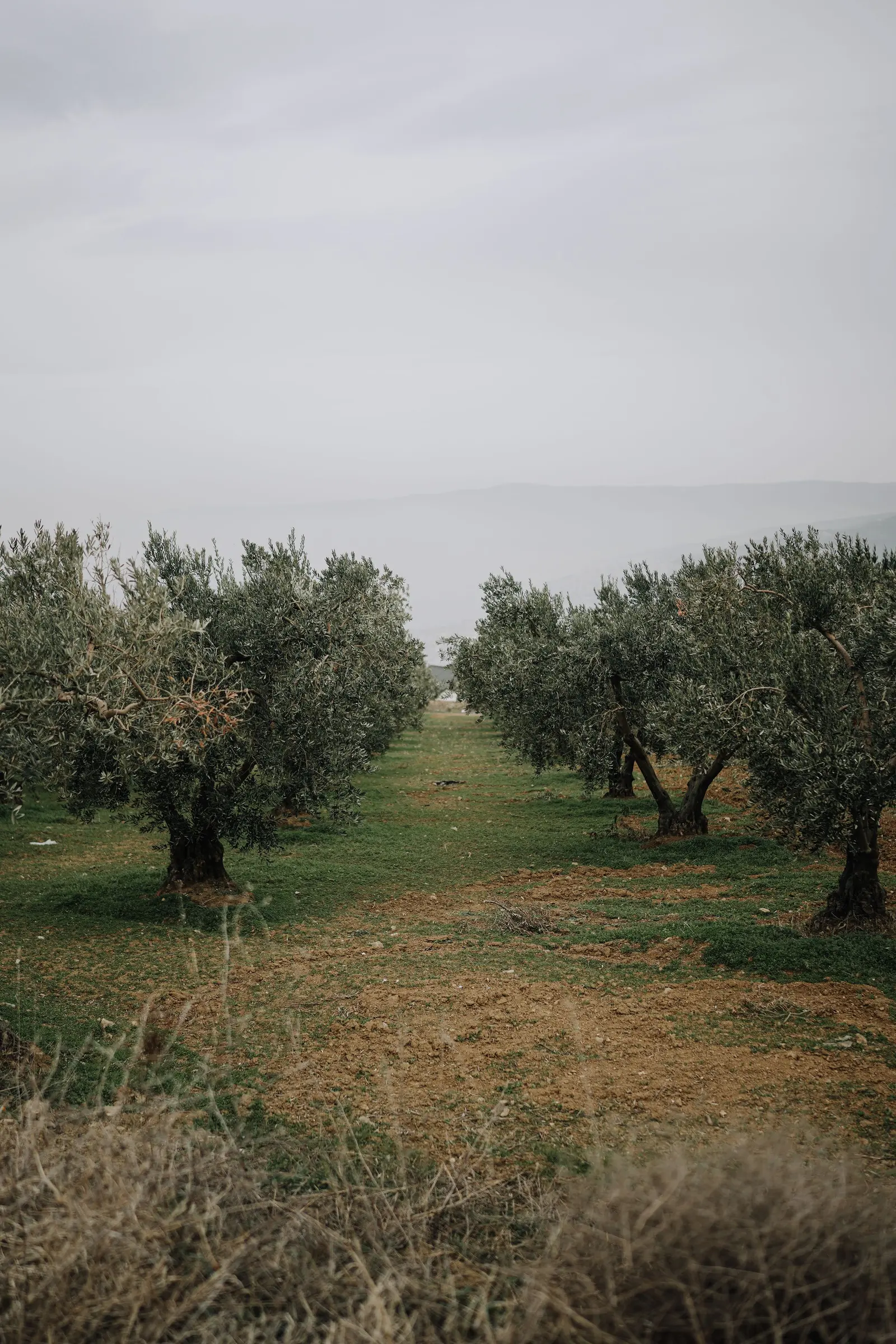 Filari di ulivi in collina, avvolti dalla foschia del mattino
