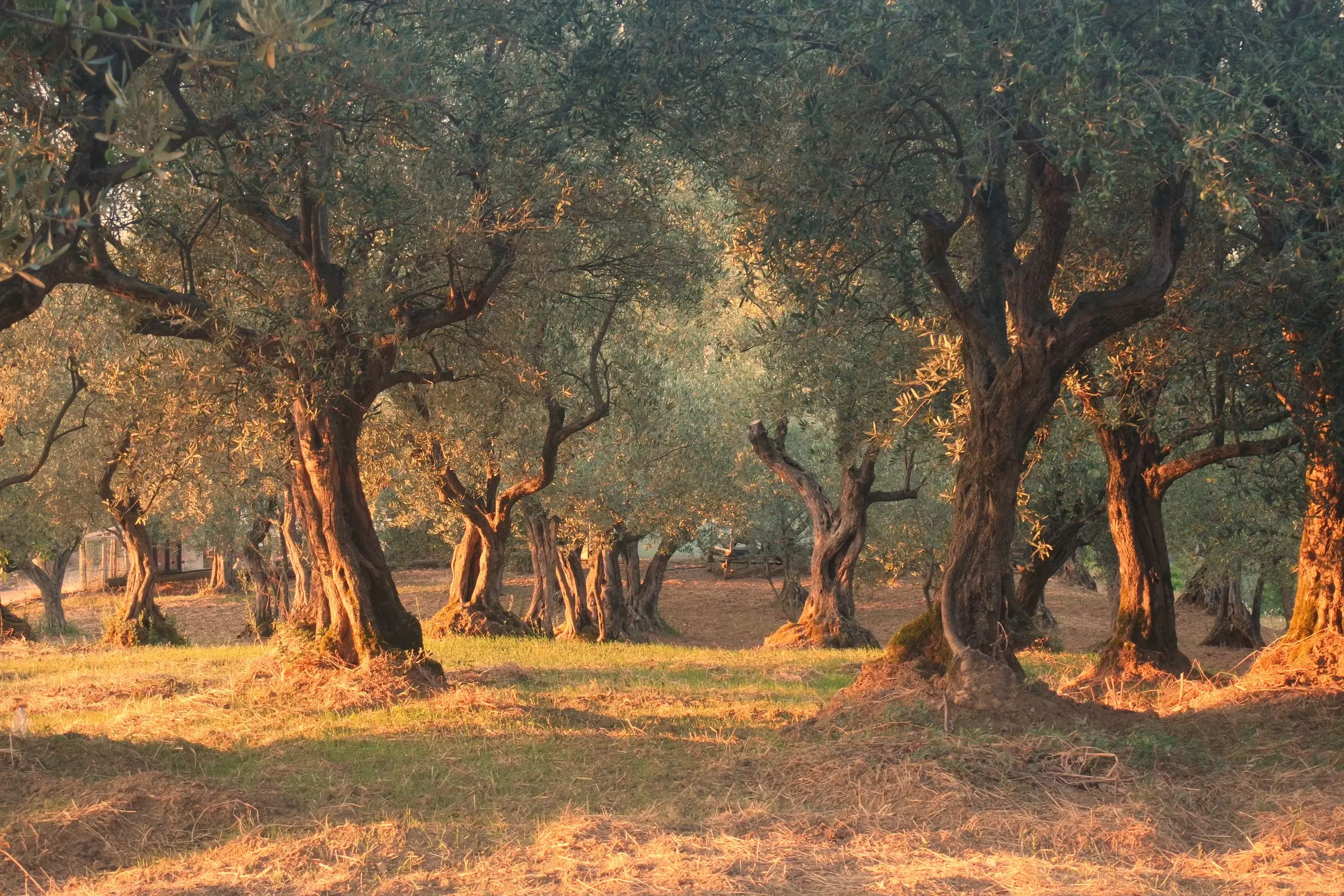Ulivi secolari dai tronchi contorti in un oliveto, nella luce bassa del tardo pomeriggio