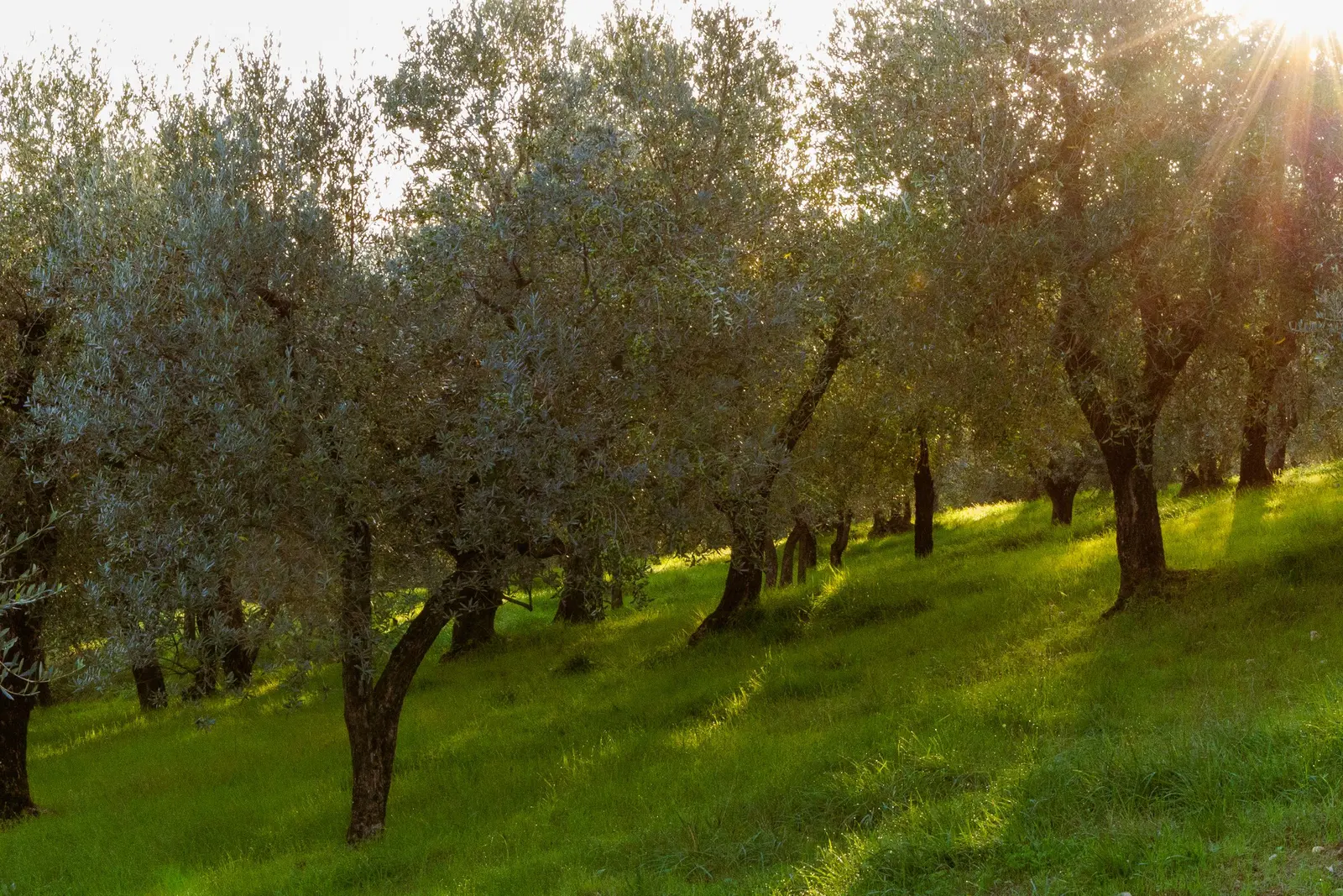 Oliveto in controluce, il sole tra le chiome e l'erba verde