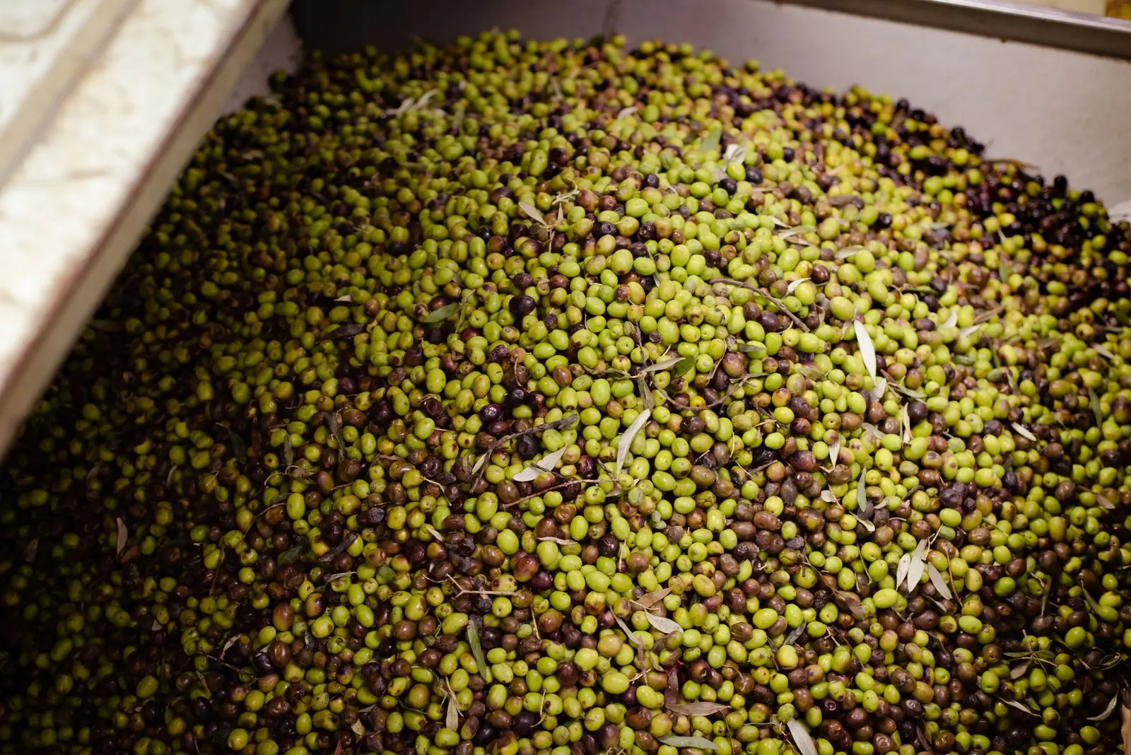 Olive verdi e scure ammassate nella tramoggia del frantoio