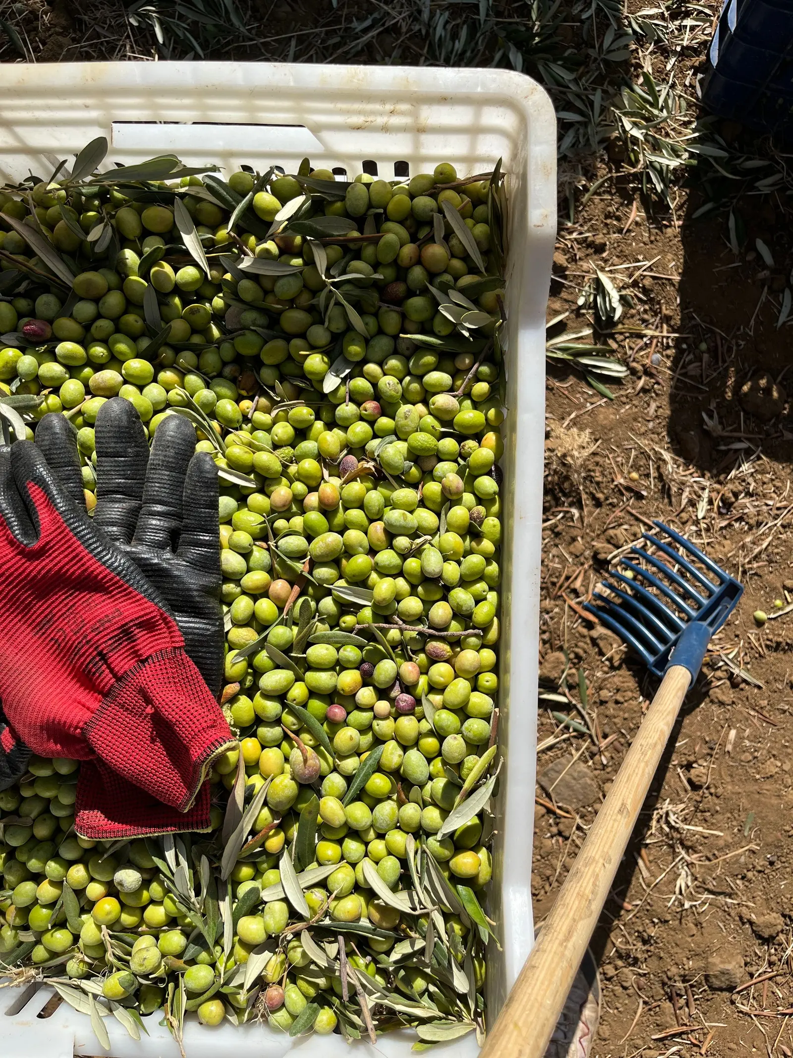 Cassetta di olive verdi appena raccolte, con il rastrello e un guanto da lavoro