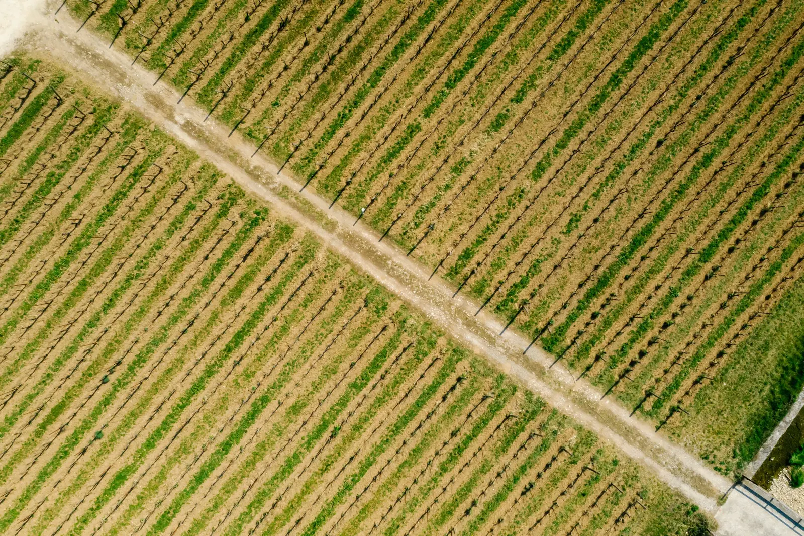 Filari di un vigneto in diagonale attraversati da una strada sterrata, dall'alto