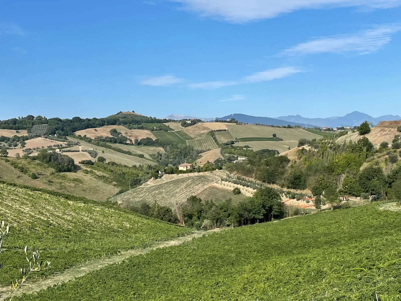 Colline coltivate e vigneti in estate, sotto un cielo con nuvole