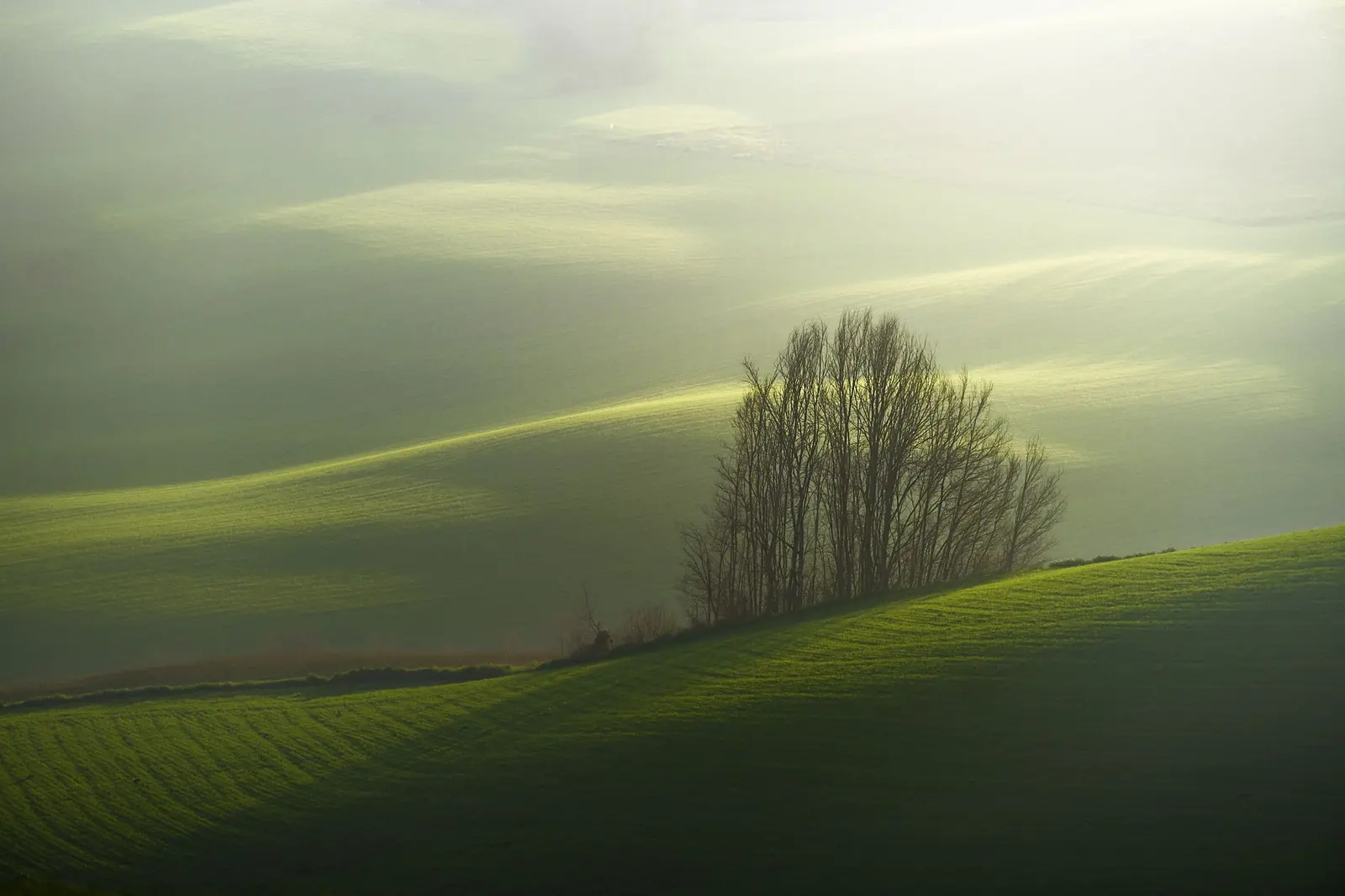 Colline verdi con alberi sparsi in una luce morbida