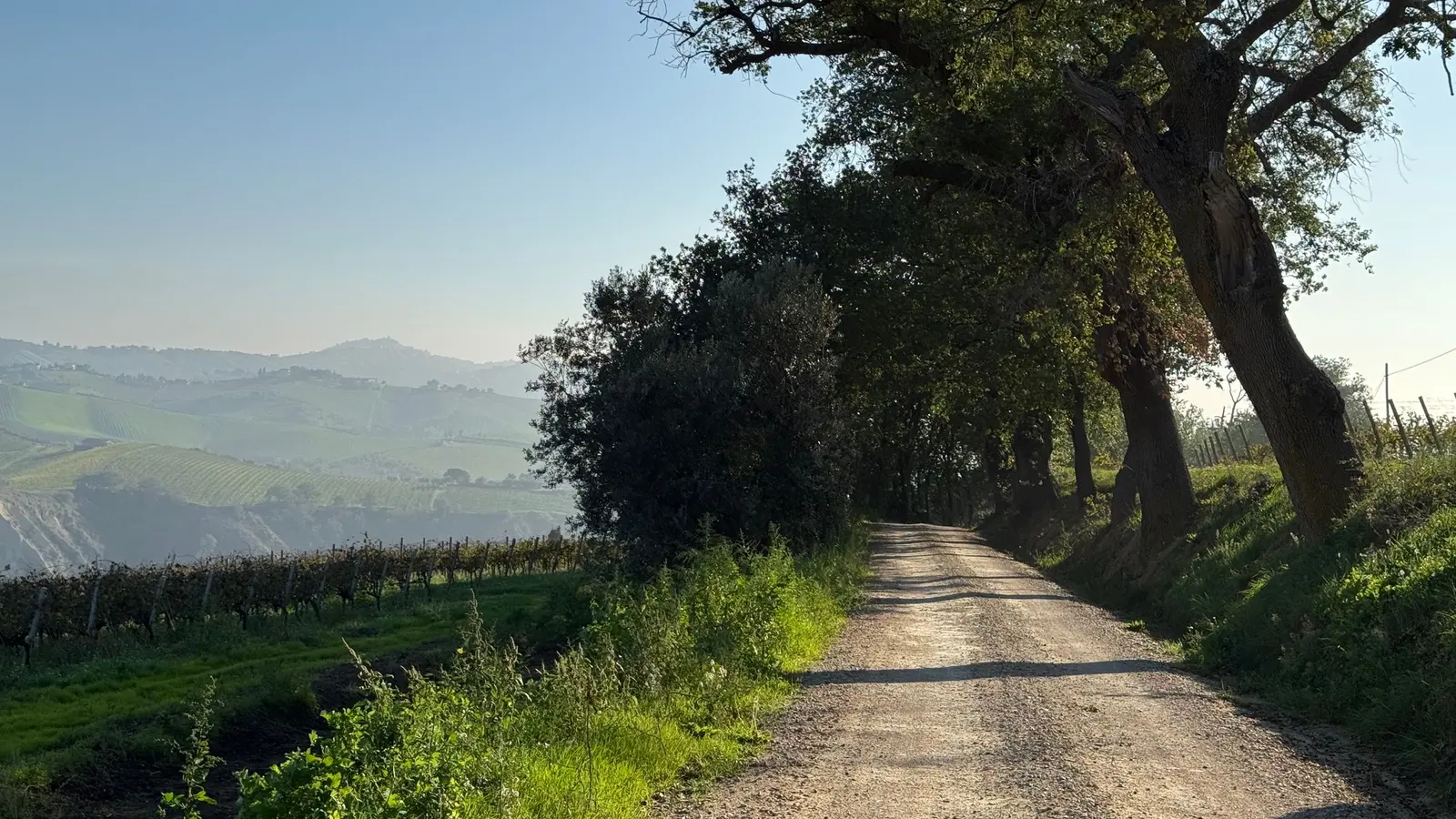 Una strada bianca tra i vigneti, con alberi a lato e il cielo sereno