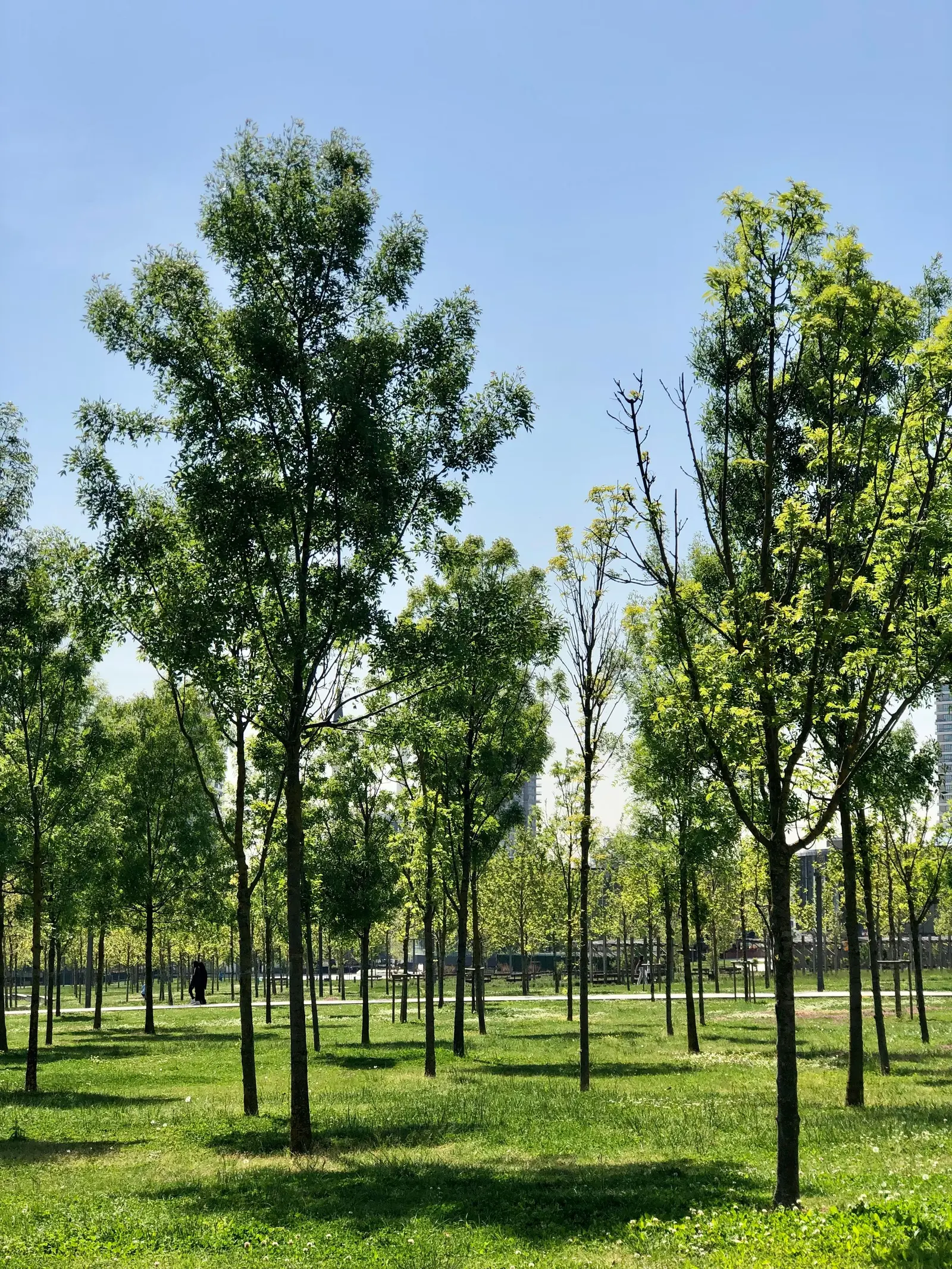 Un prato con file di alberi giovani appena piantati, sotto un cielo azzurro
