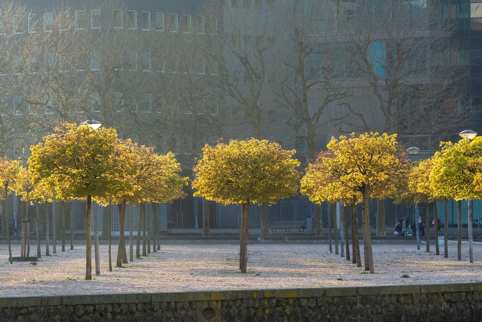 Una piazza in ghiaia chiara con file di alberi dalla chioma gialla e lampioni