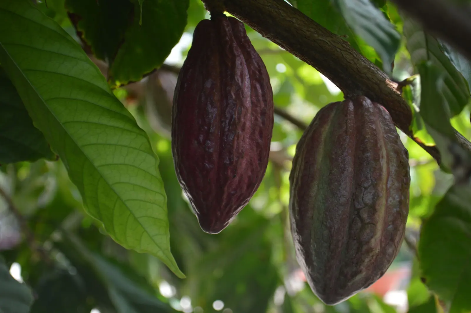 Cabosse di cacao scure appese al tronco dell'albero, tra le foglie