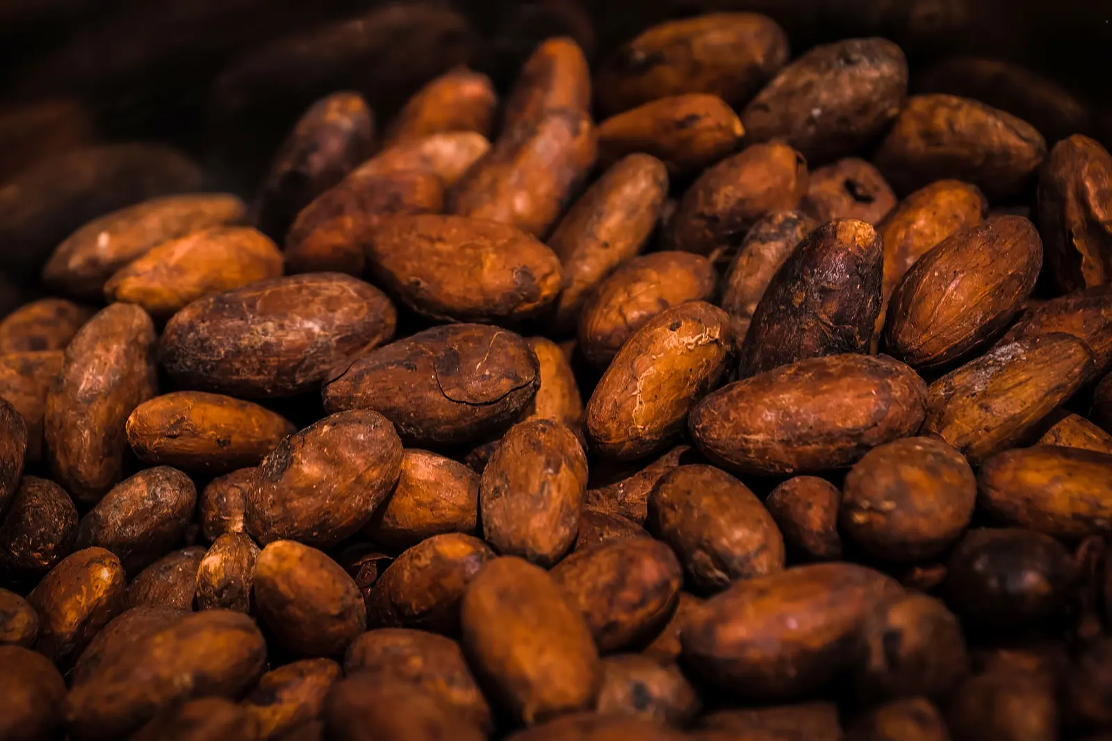 Fave di cacao tostate, da vicino