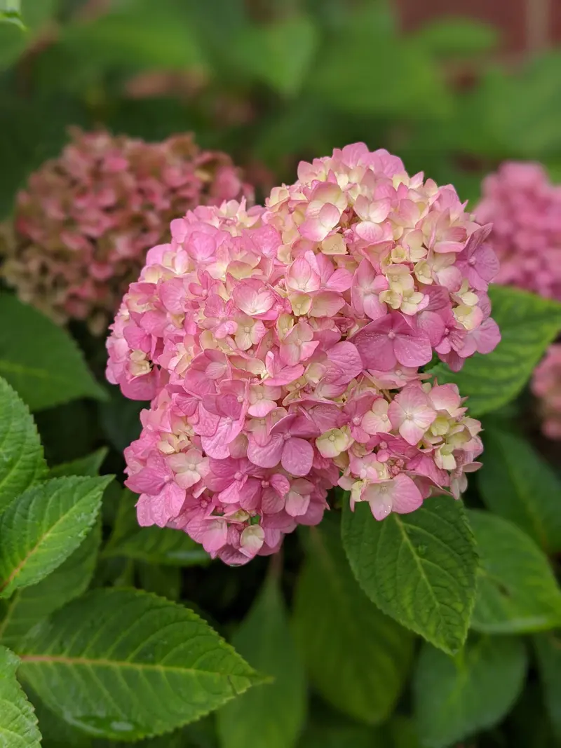 Un'ortensia rosa tra le foglie verdi