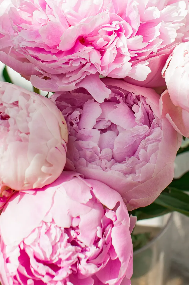 Peonie rosa piene, viste da vicino