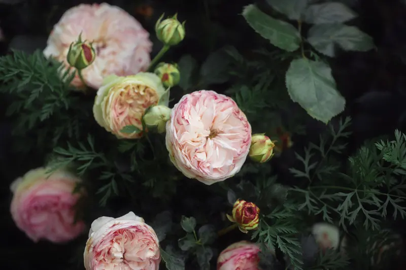 Rose da giardino rosa pallido, a coppa, tra le foglie scure