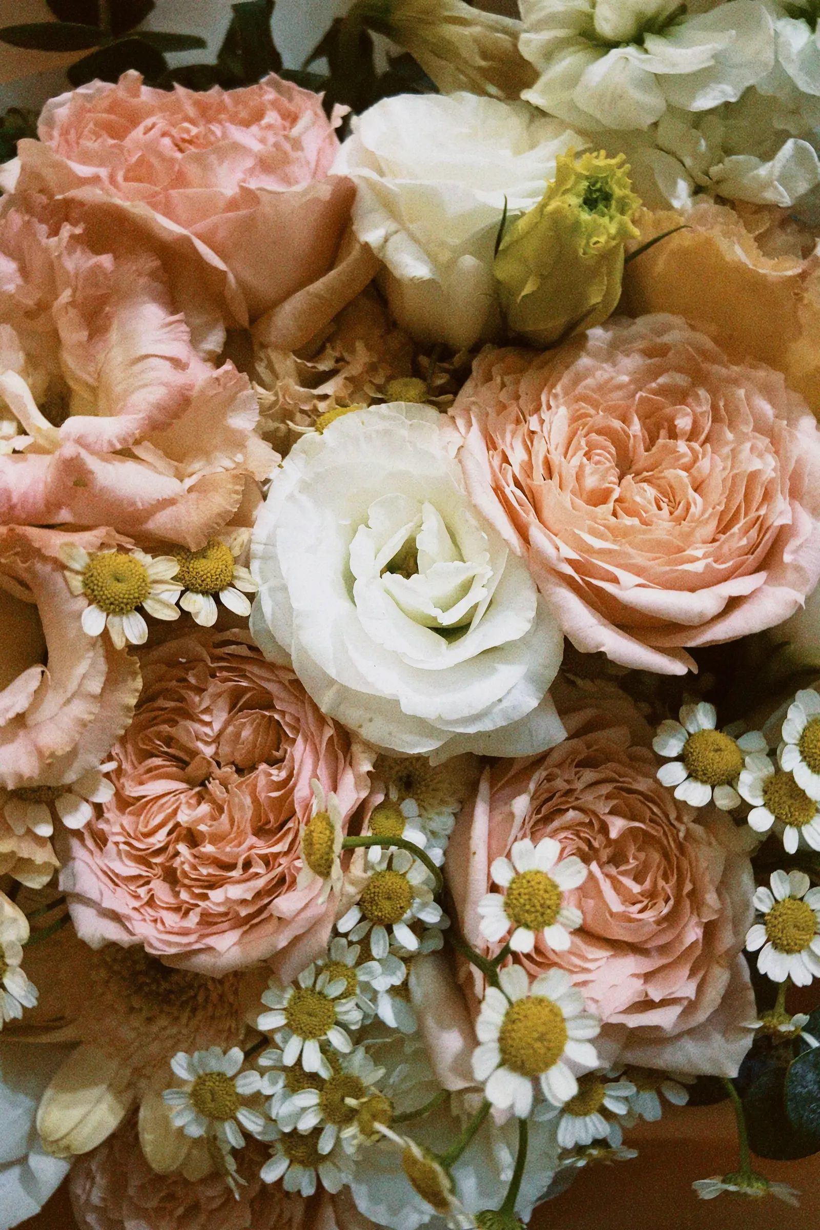 Rose pesca, rose bianche e margherite viste da vicino
