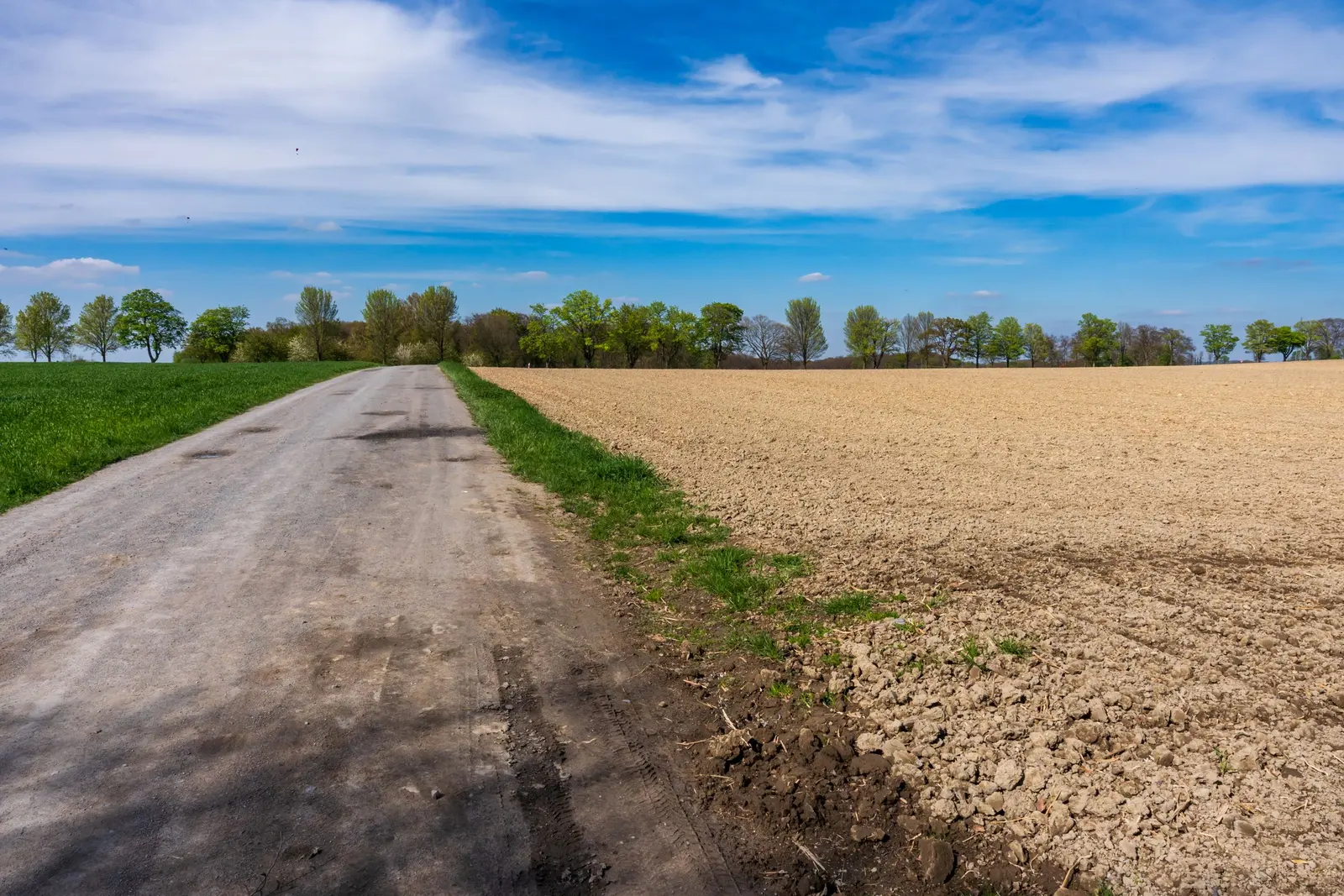 Un campo arato in pianura accanto a una strada di campagna, con un filare di alberi sullo sfondo