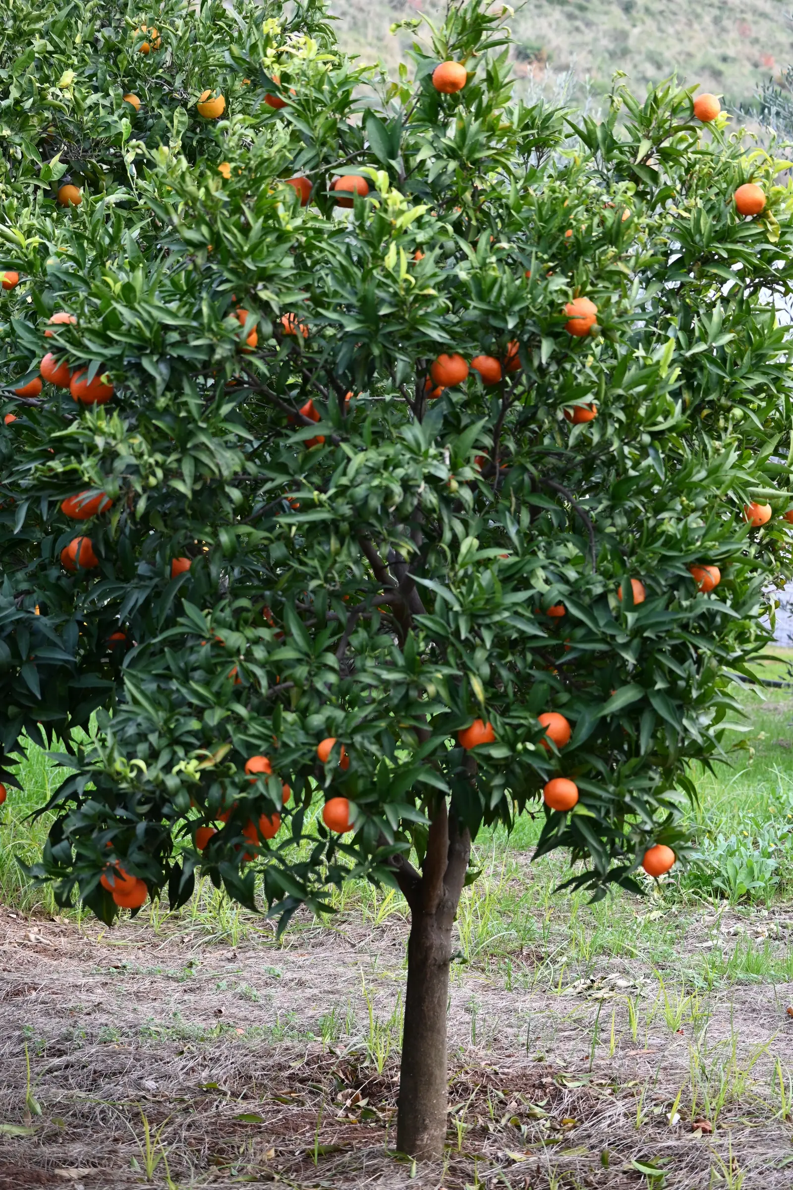 Albero di arance carico di frutti in un agrumeto assolato