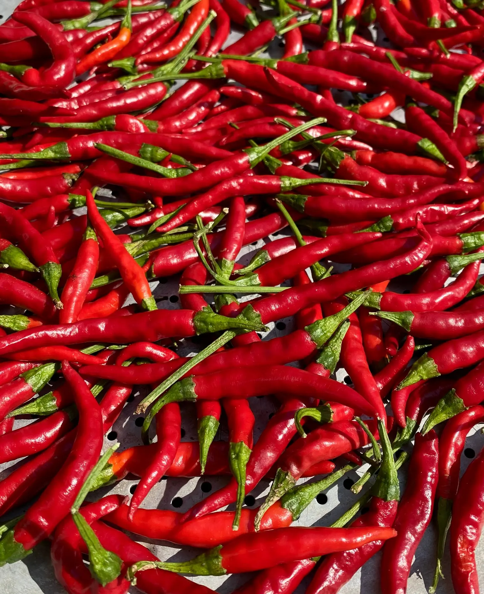 Peperoncini rossi stesi a seccare al sole