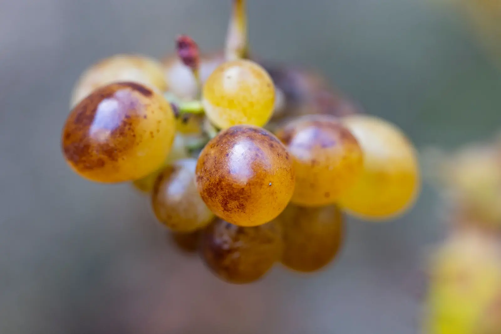 Acini dorati di uva bianca matura, da vicino