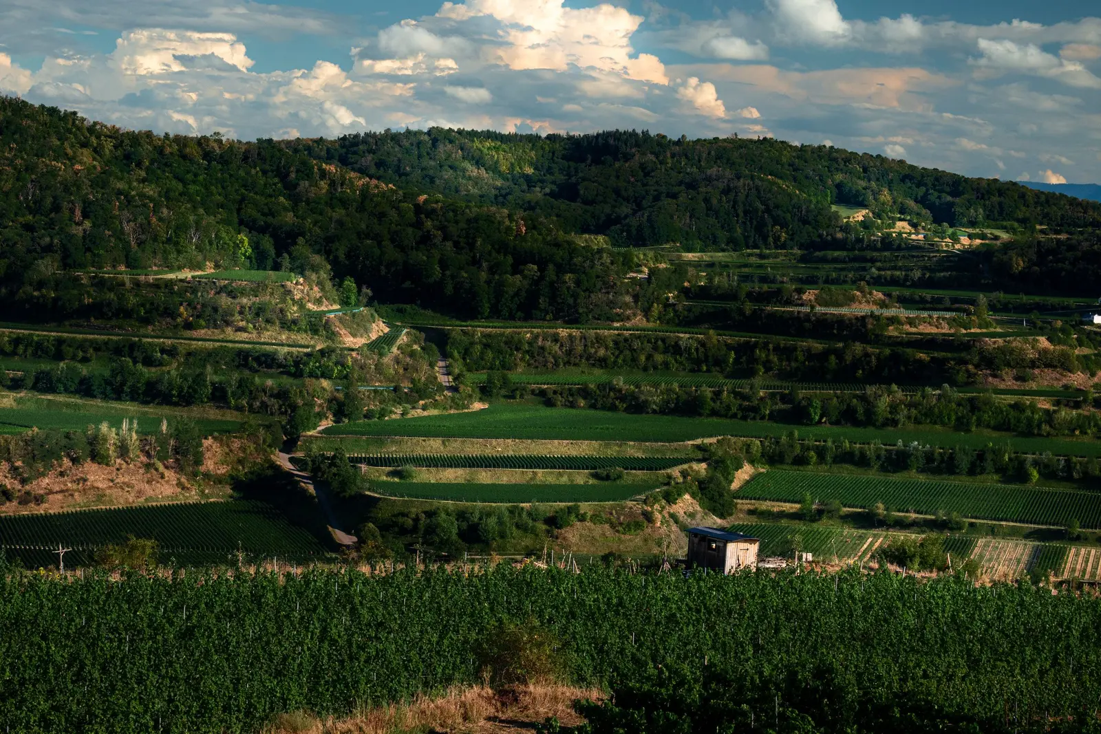 Colline coperte di boschi e di vigneti a terrazze, sotto un cielo con nuvole