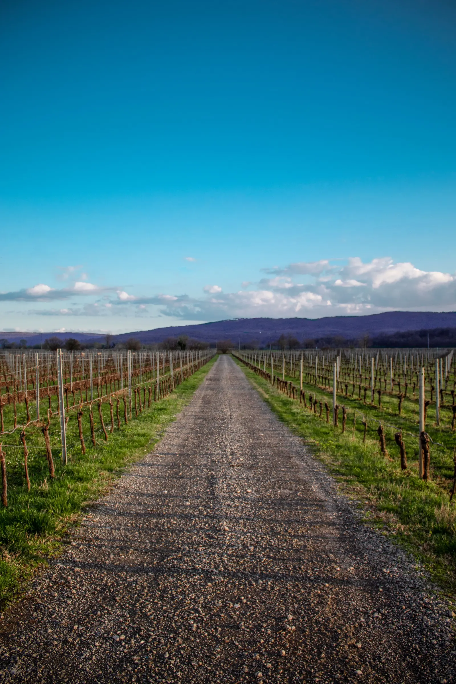 Strada bianca dritta tra i filari spogli d'inverno, colline basse all'orizzonte