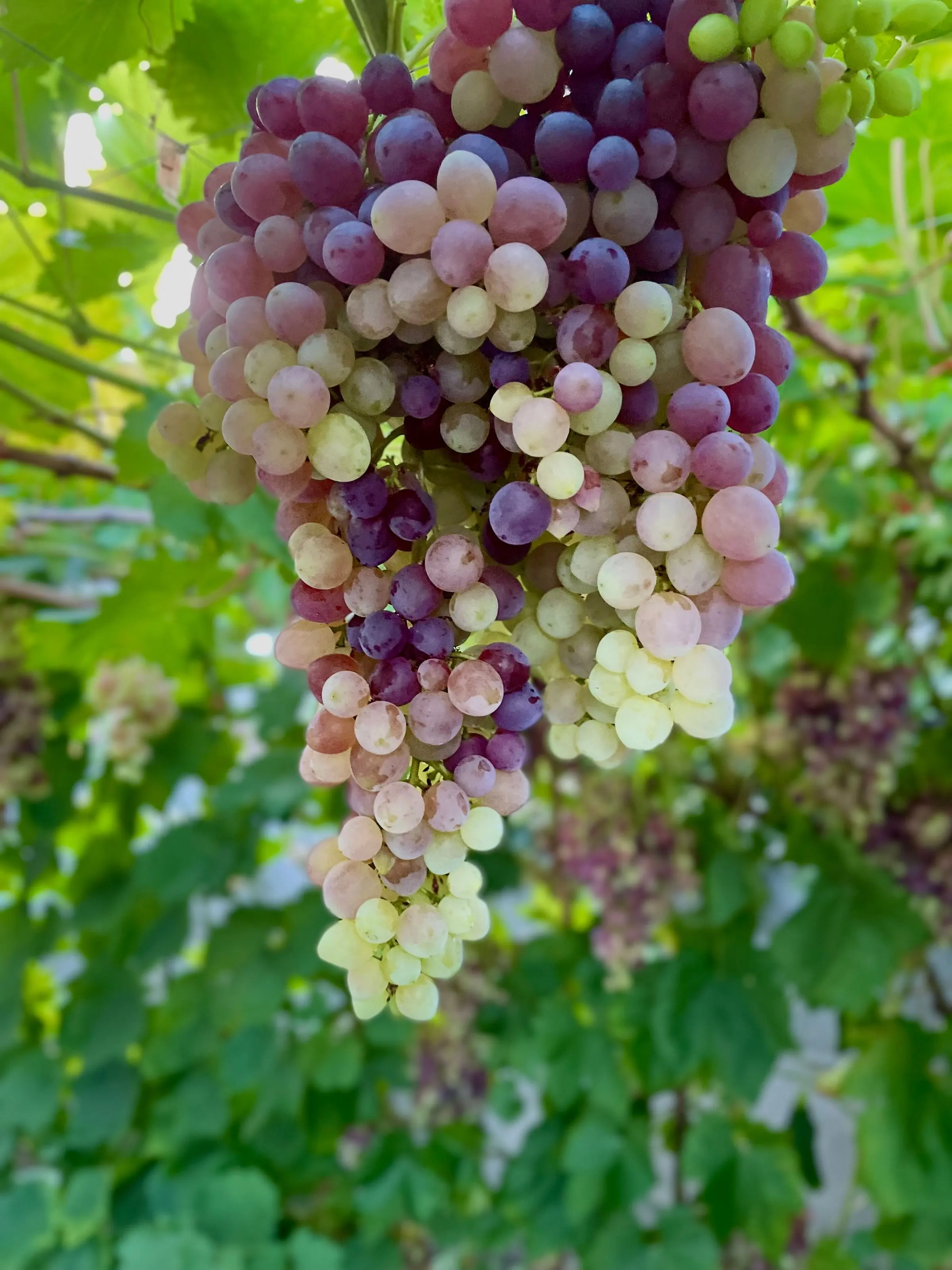 Un grappolo durante l'invaiatura: acini ancora verdi accanto ad acini già rosa e viola