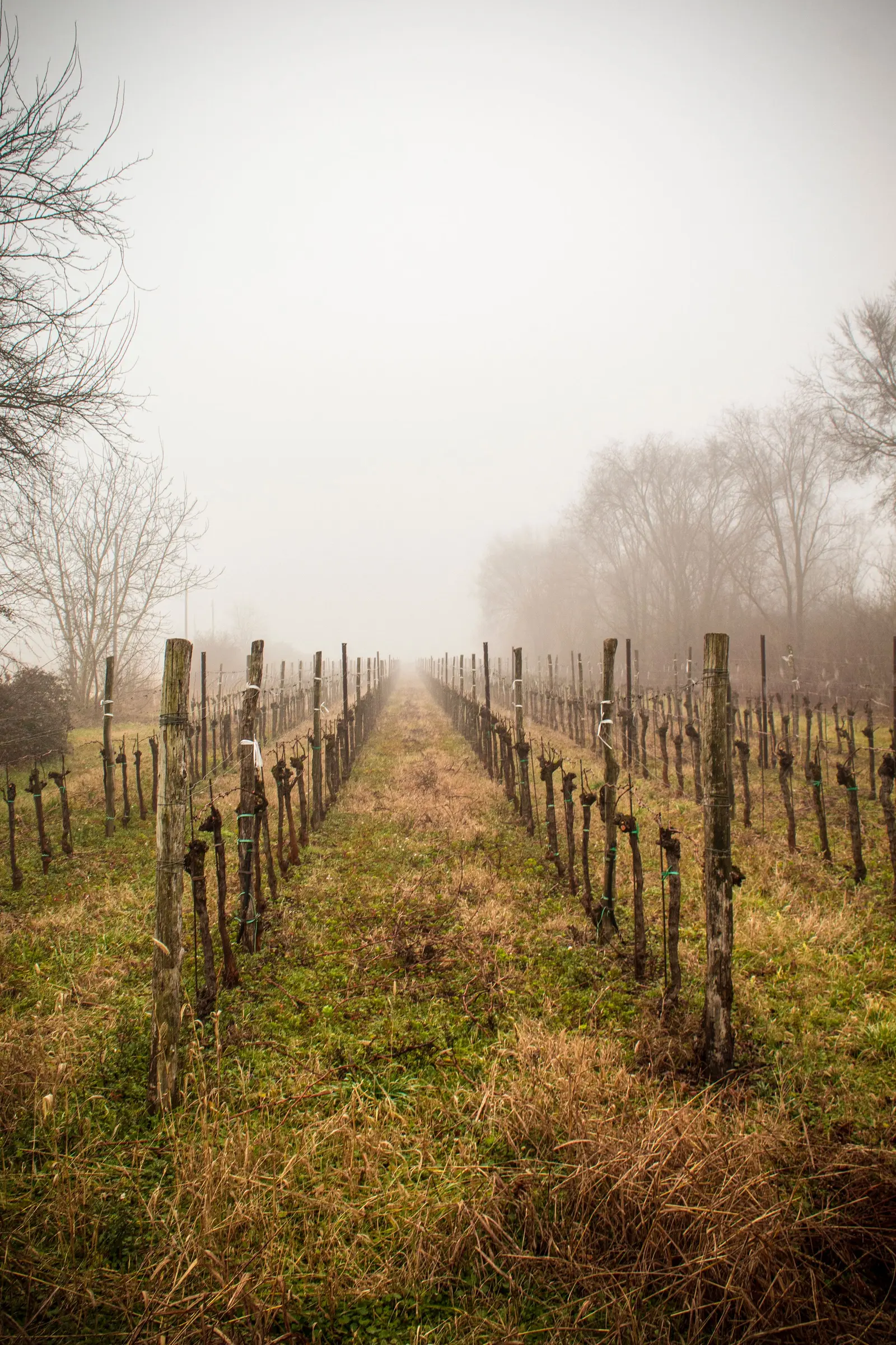 Filari d'inverno che spariscono nella nebbia
