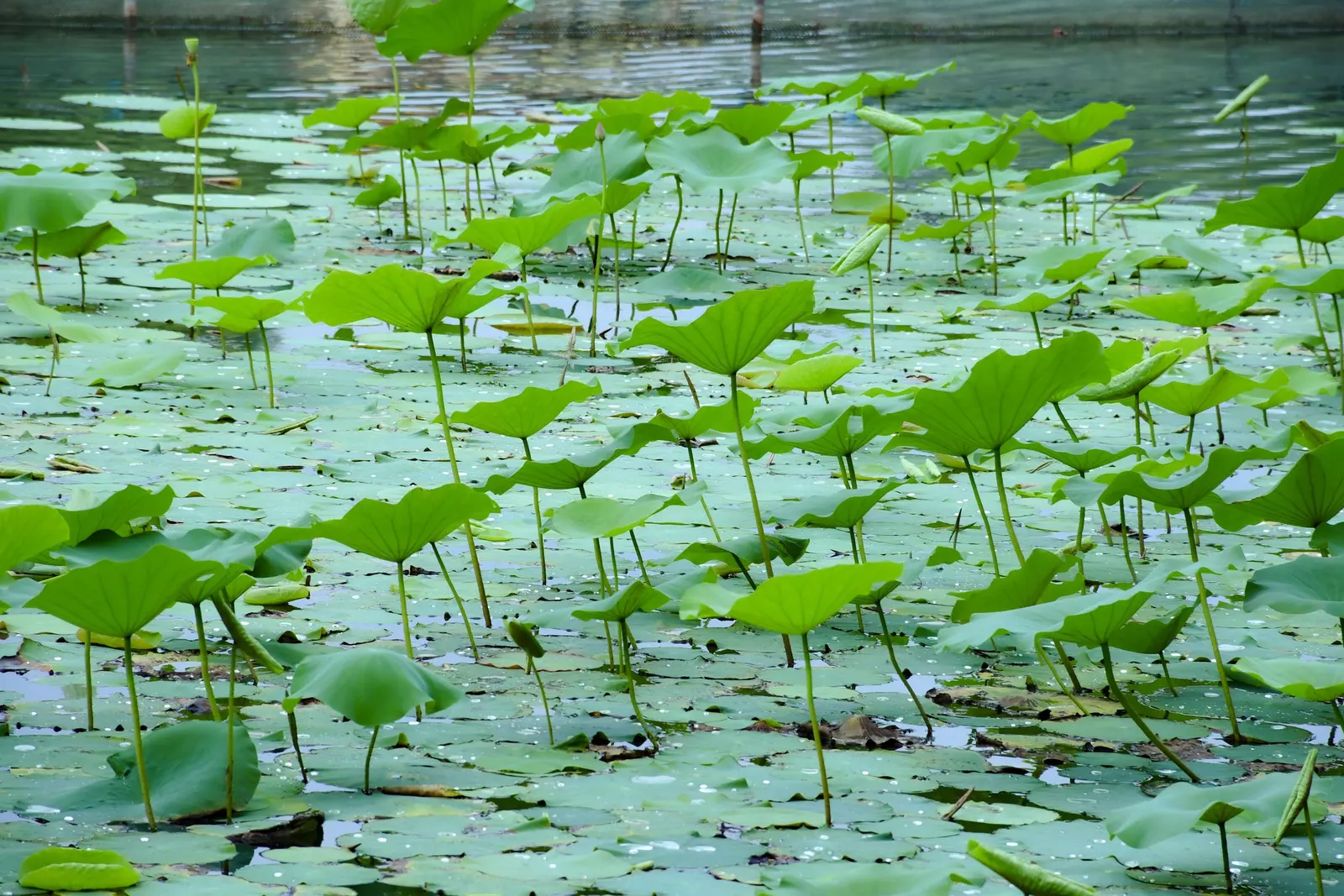 Foglie di loto che coprono uno specchio d'acqua