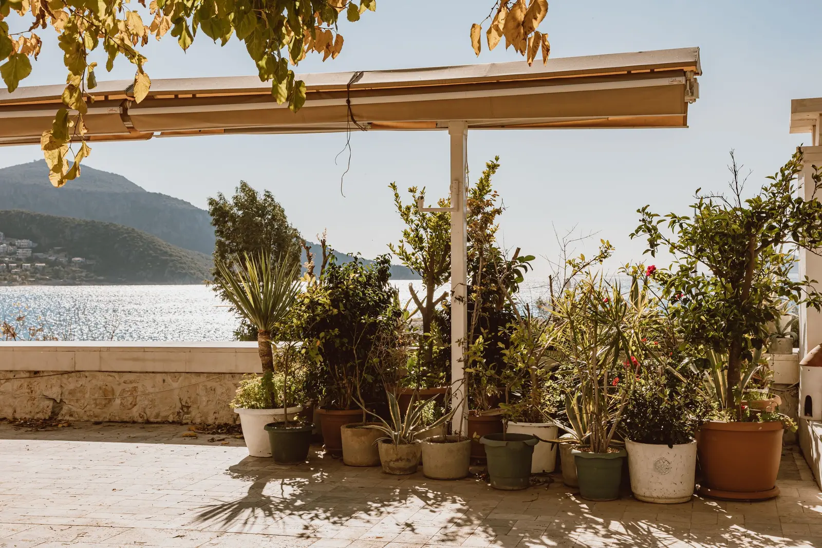 Terrazza con pergola, piante grasse e limoni in vaso, il mare luccicante dietro il muretto