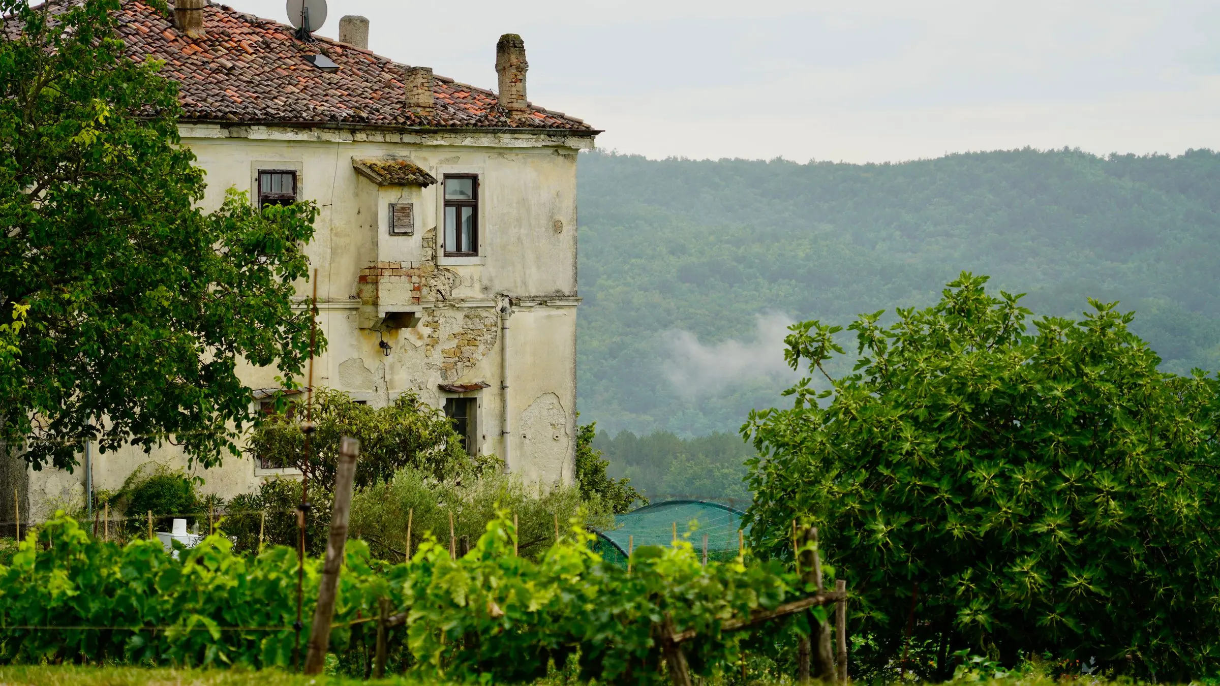 Vecchia casa padronale con l'intonaco caduto in più punti e i comignoli sul tetto in coppi, dietro una vigna e un fico, con le colline nella foschia