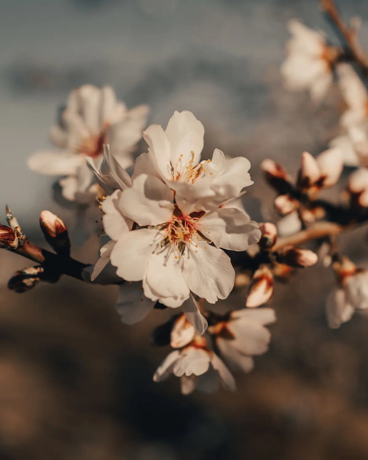 Un rametto di mandorlo in fiore, petali bianchi e rosa
