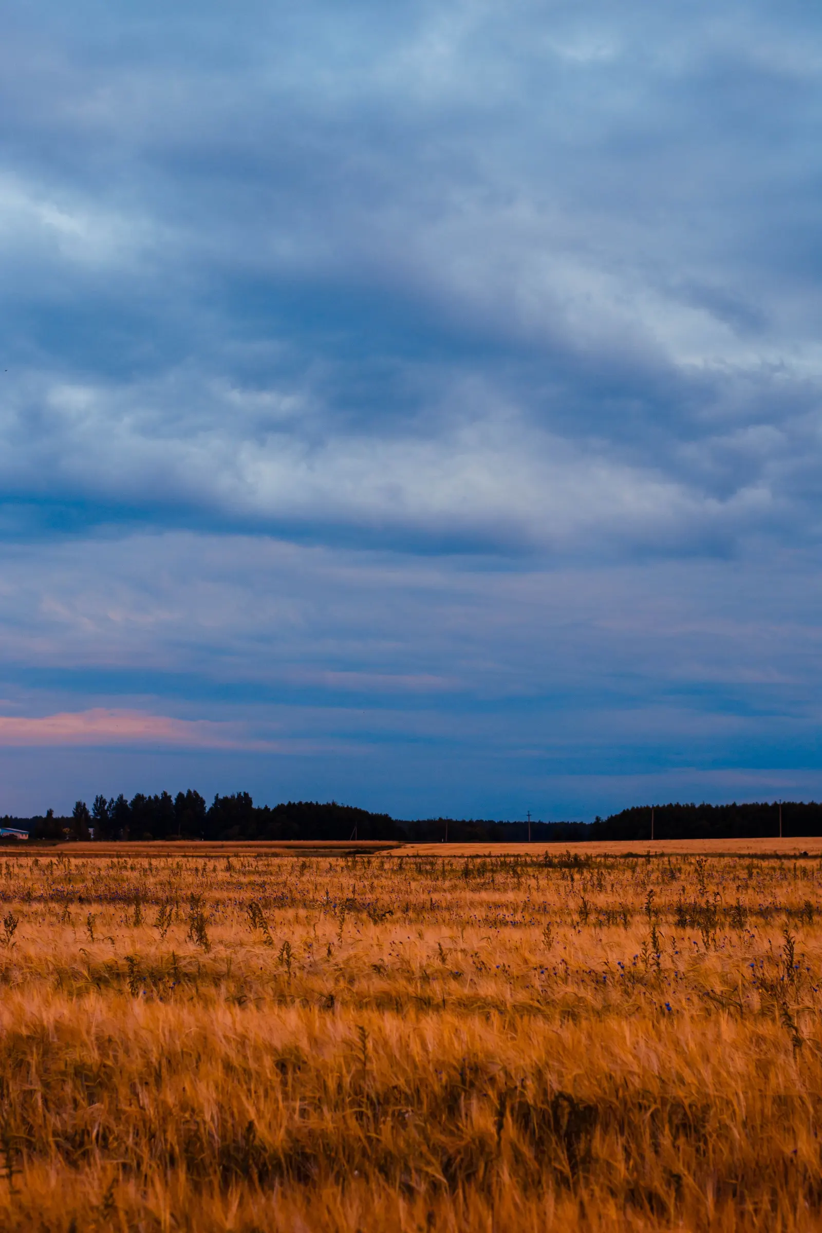 Un campo di grano maturo sotto un cielo di nuvole al tramonto