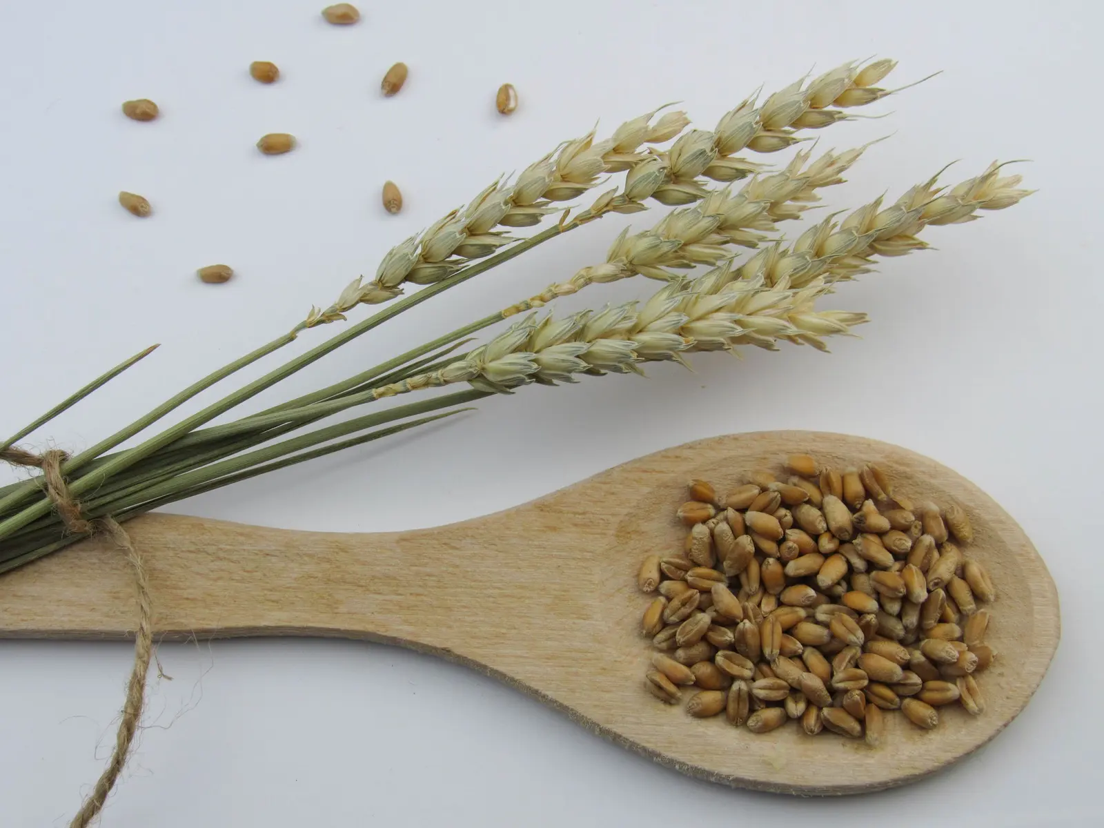 Chicchi di grano duro in un cucchiaio di legno, accanto a un mazzetto di spighe legate