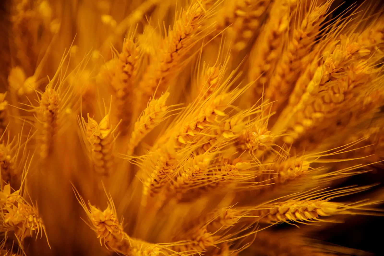 Spighe di grano dorate in controluce