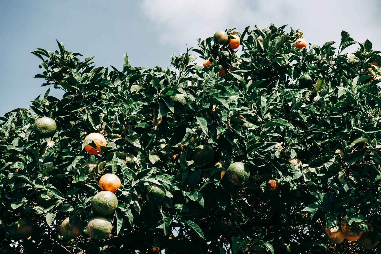 Chioma di un arancio con frutti maturi e ancora verdi, contro il cielo