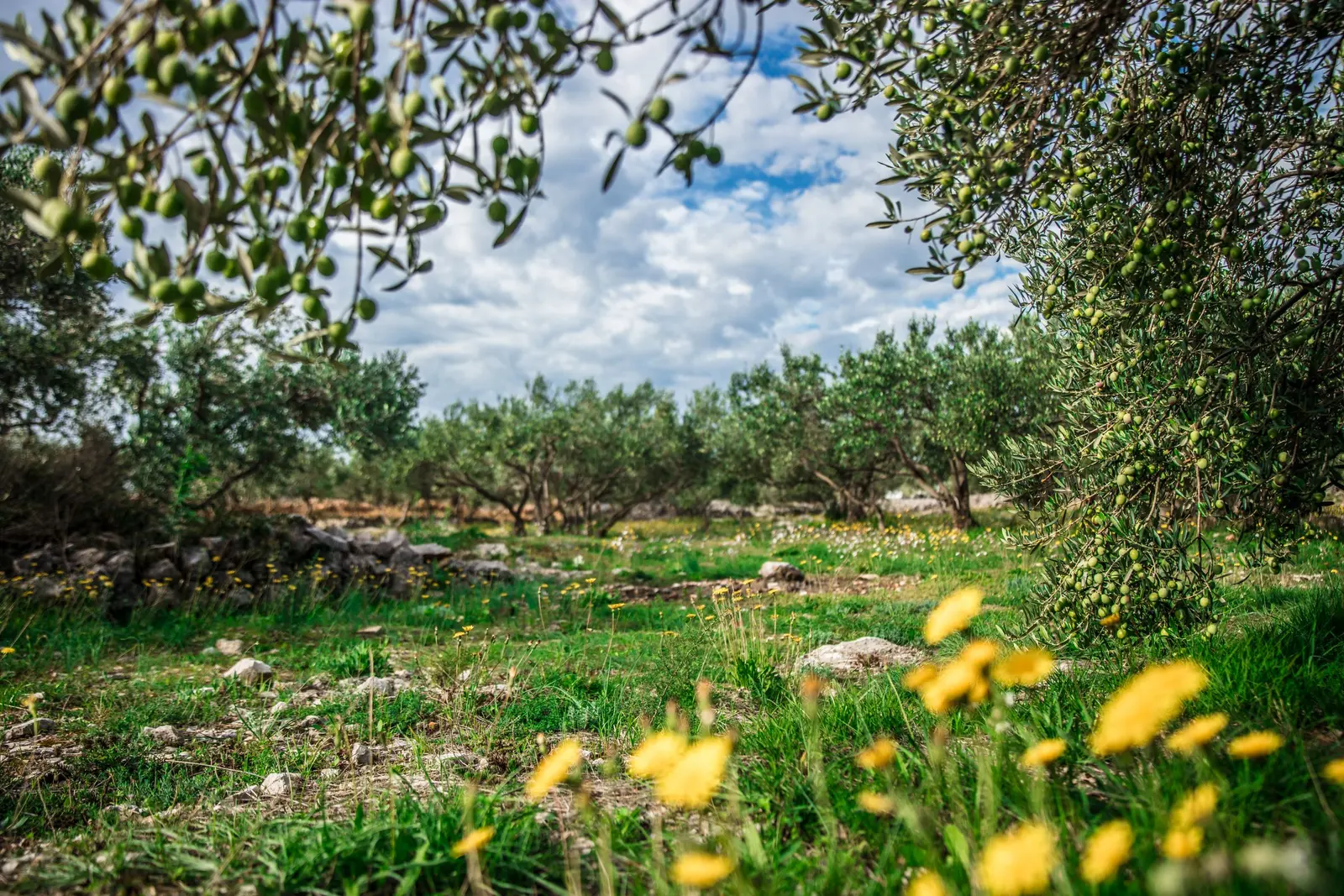 Uliveto con fiori gialli in primo piano e cielo con nuvole bianche