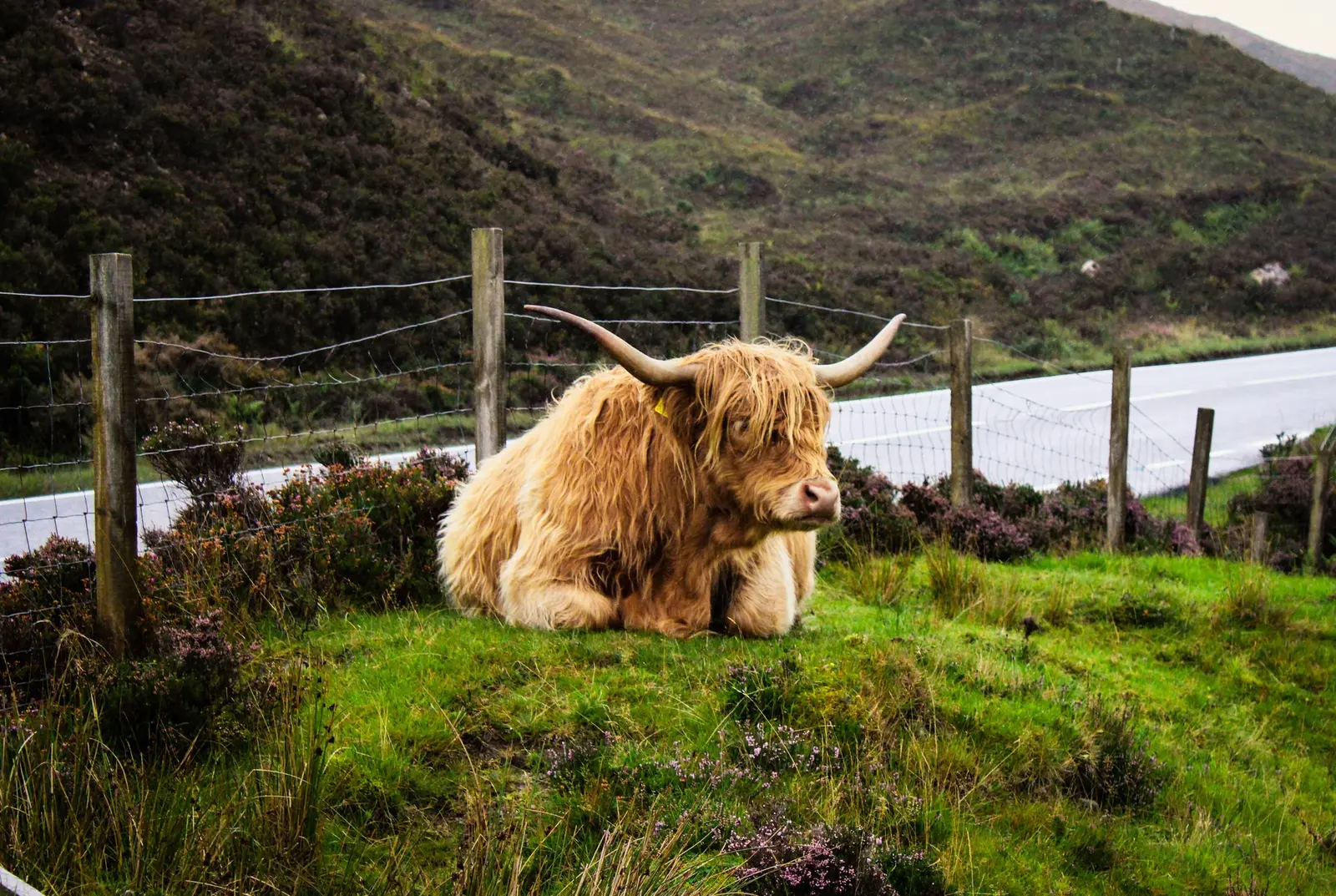 Una mucca delle Highlands dal pelo lungo e rossiccio sdraiata nell'erba accanto a una strada