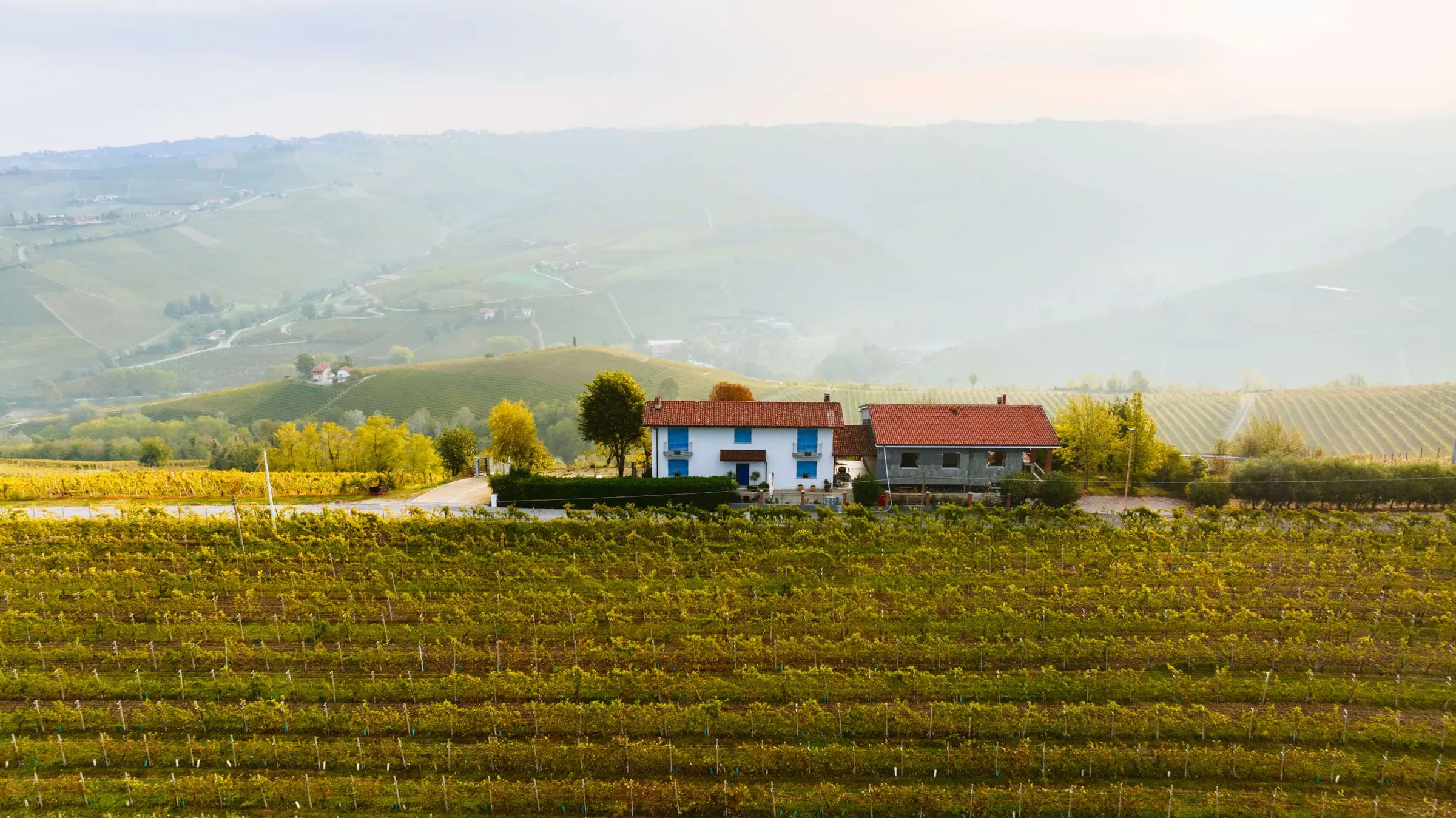Il casale bianco con il tetto rosso e il fienile accanto, in mezzo ai filari, con le colline nella foschia del mattino