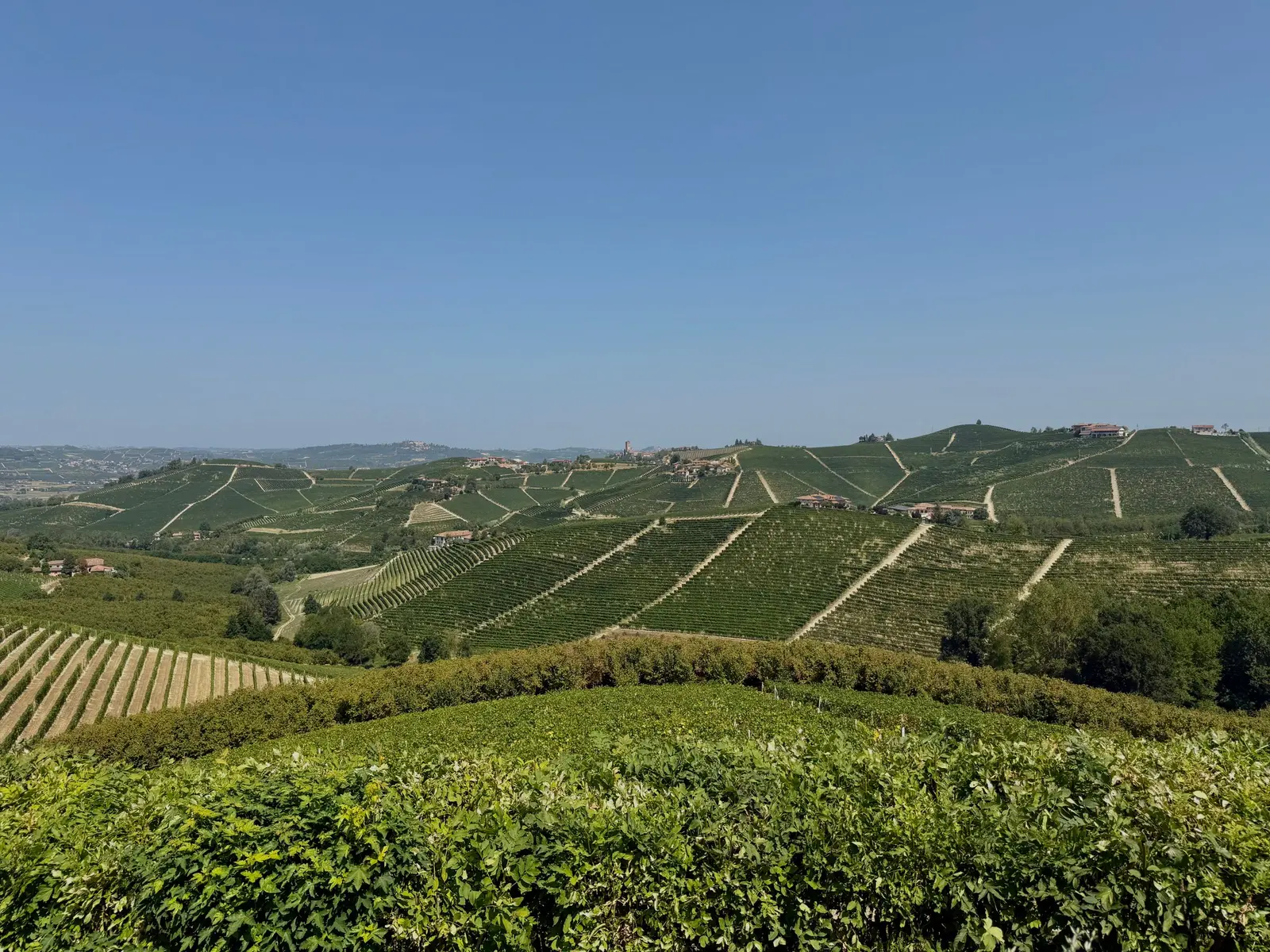 Le colline intorno coperte di vigneti, sotto un cielo sereno d'estate