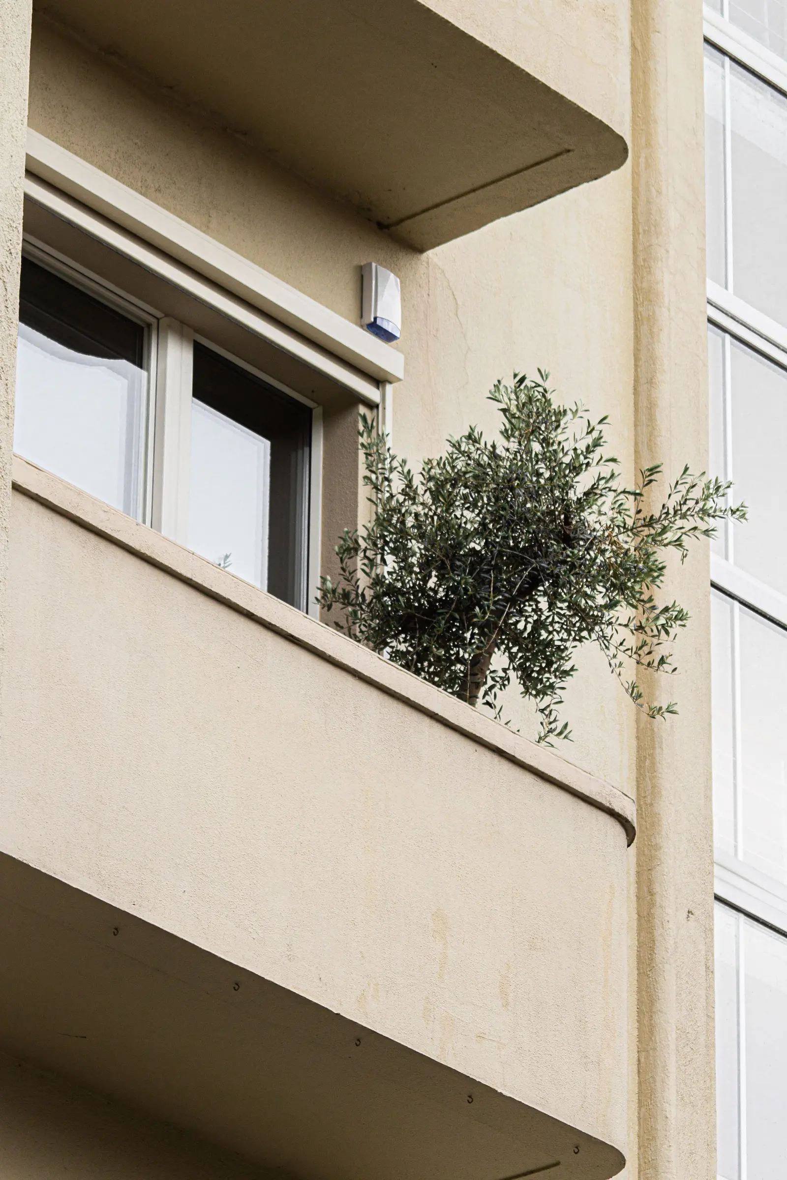 Un balcone con il parapetto pieno color sabbia e un ulivo in vaso davanti alla portafinestra