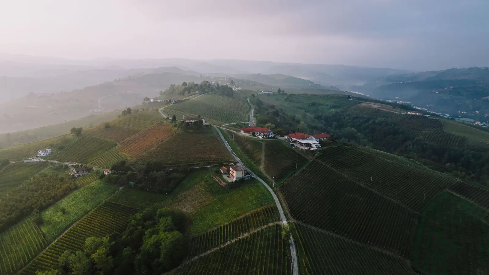 Vigneti in collina all'alba con la nebbia nelle valli