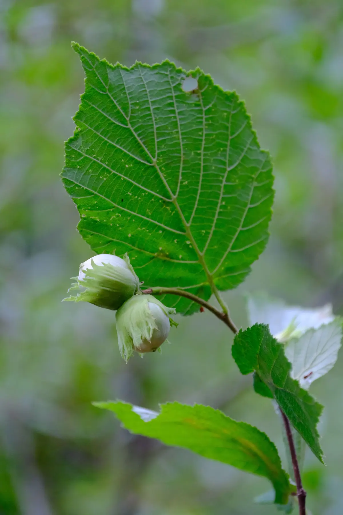 Nocciole ancora verdi sul ramo, tra le foglie