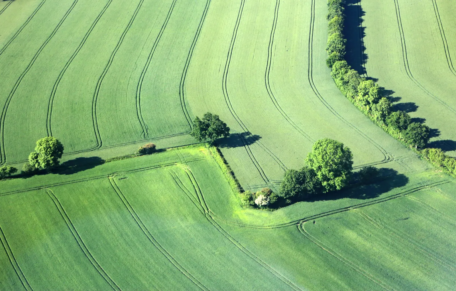 Campi verdi dall'alto, con filari di alberi e solchi curvi