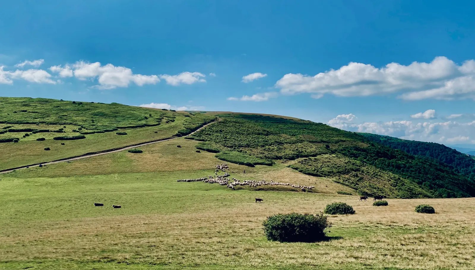 Colline verdi con le pecore sparse e un sentiero, sotto un cielo azzurro
