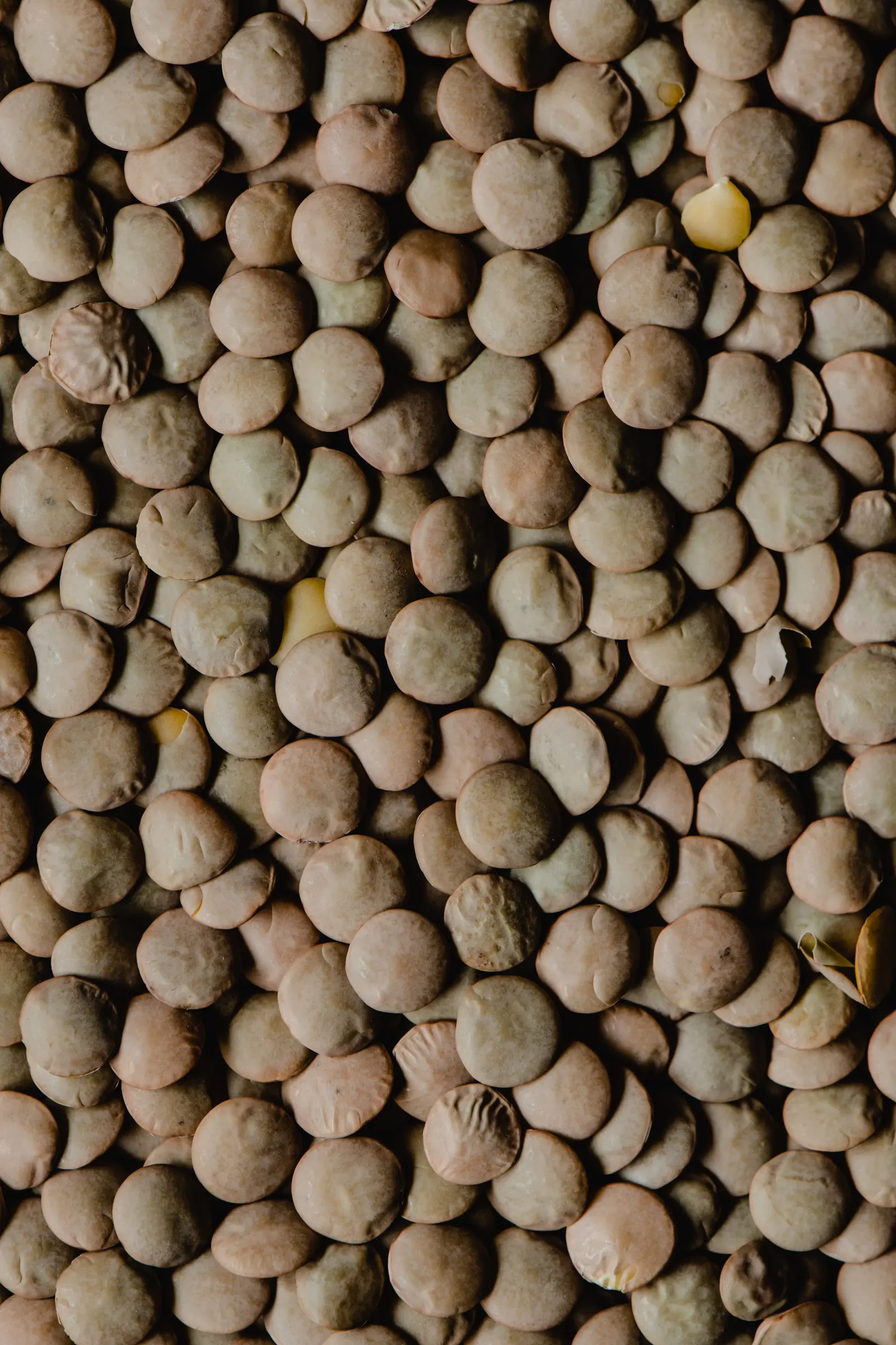 Lenticchie piccole e scure, da vicino