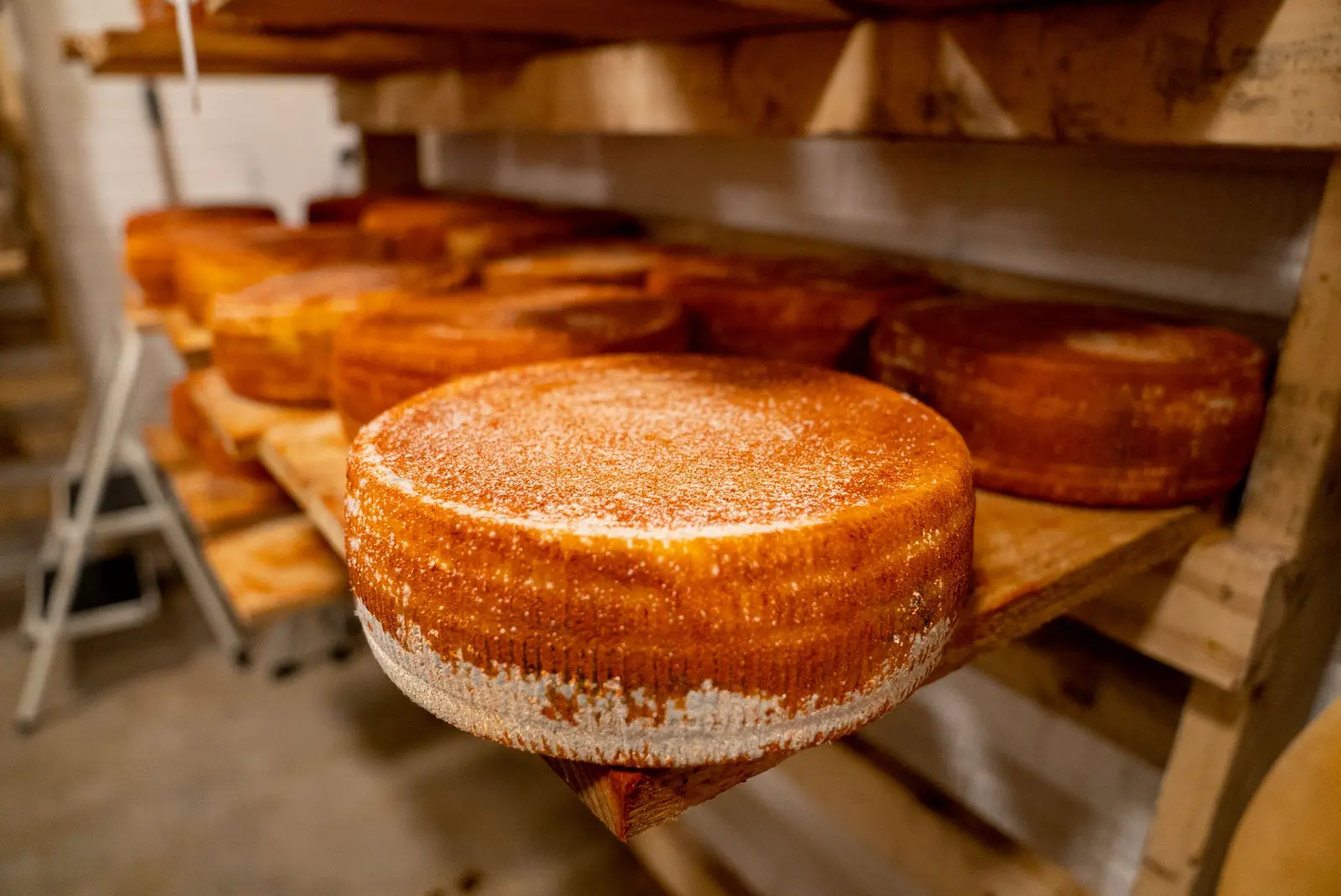 Forme di pecorino in stagionatura su scaffali di legno