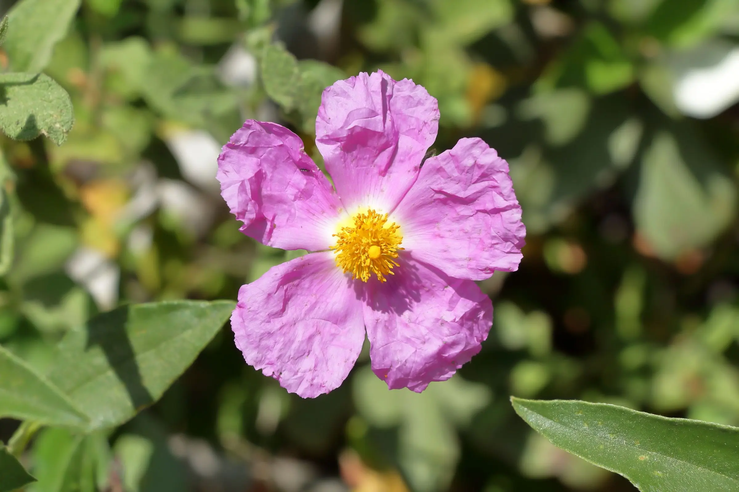 Fiore rosa di cisto con i petali stropicciati e il centro giallo, tra foglie verdi
