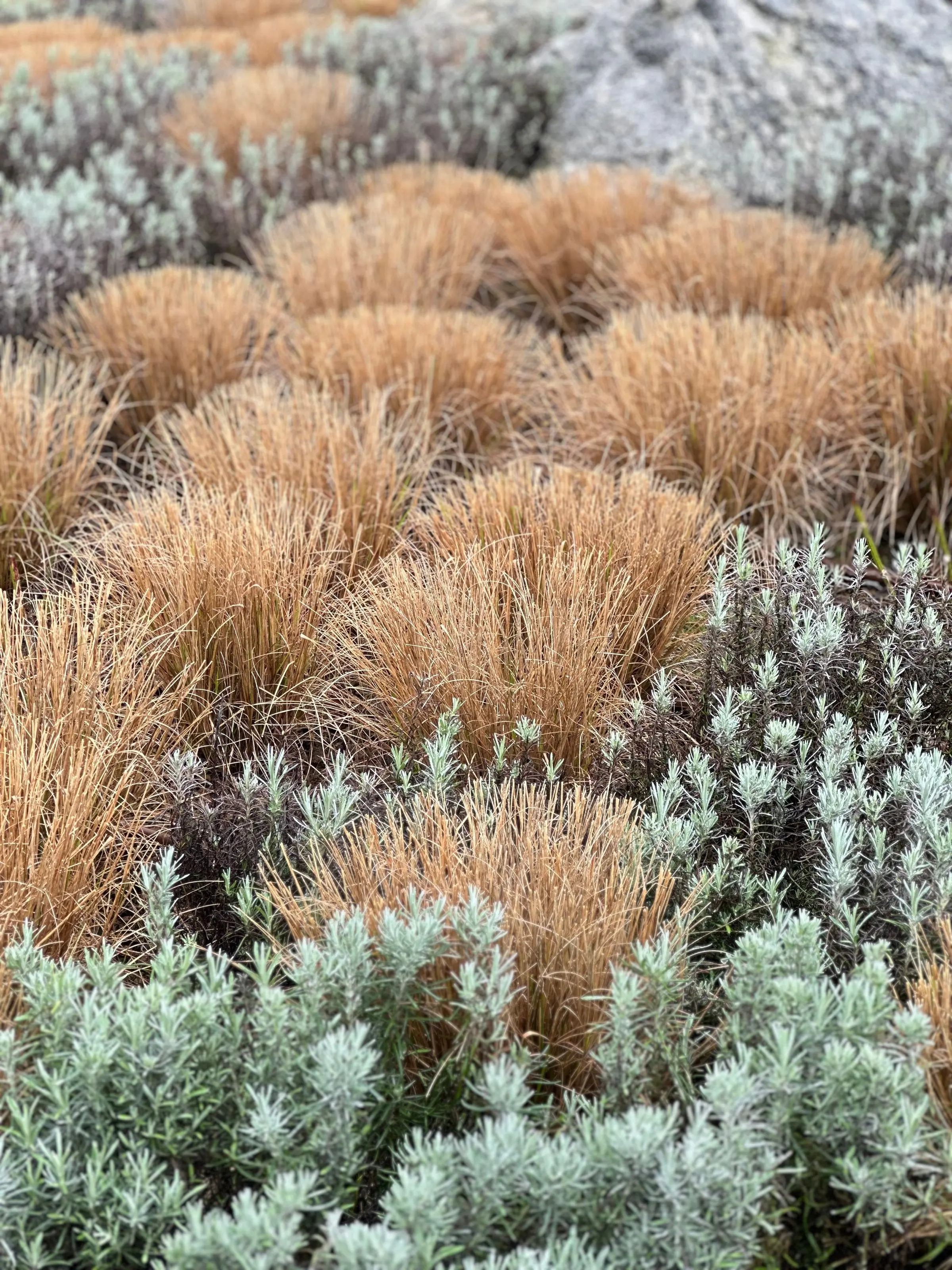 Aiuola fitta di graminacee color paglia e cuscini grigi di lavanda e santolina