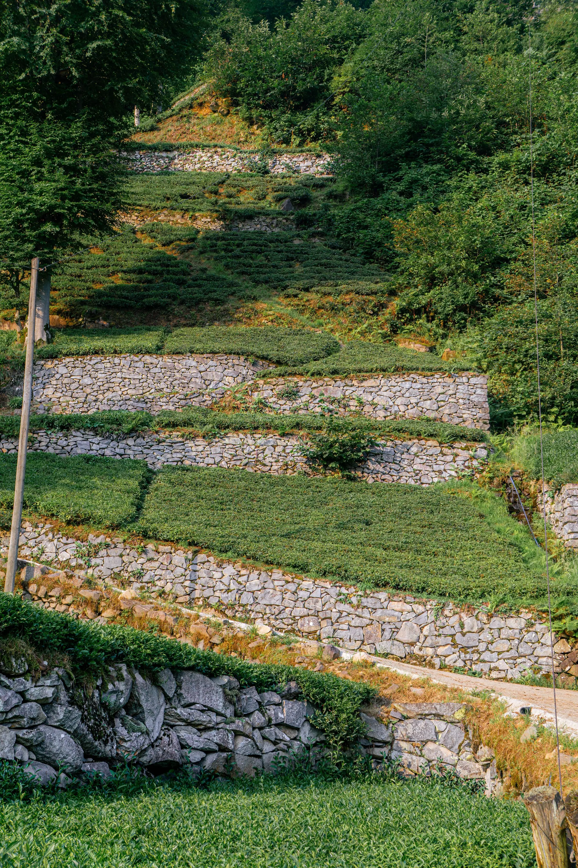 Pendio terrazzato con muri a secco in pietra e strisce di prato tra un muro e l'altro