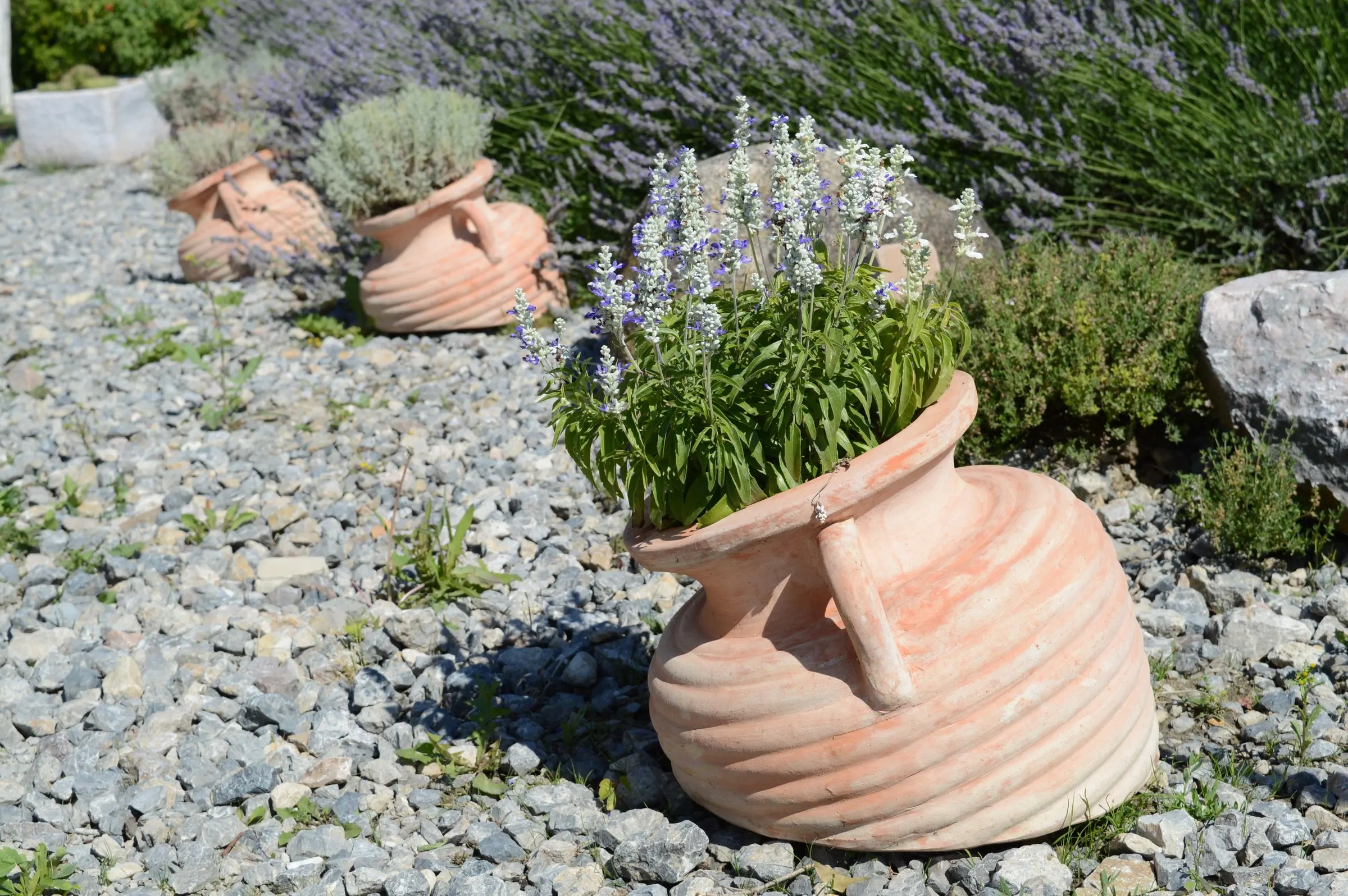 Orci in terracotta con lavanda e salvia appoggiati sulla ghiaia