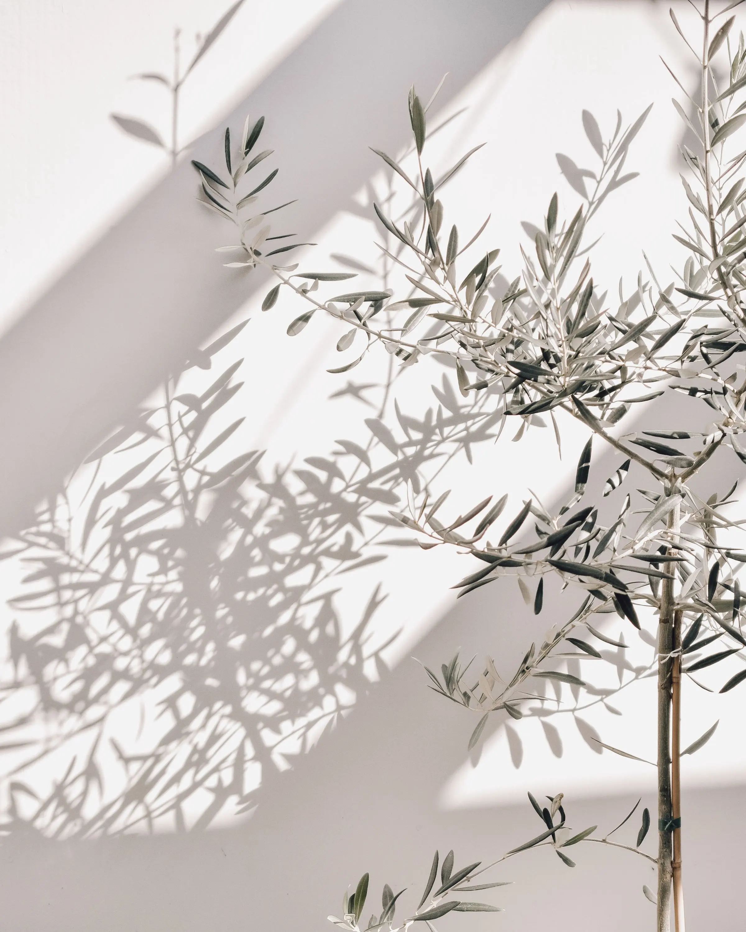 Ombra delle foglie di un giovane ulivo disegnata dal sole su un muro bianco